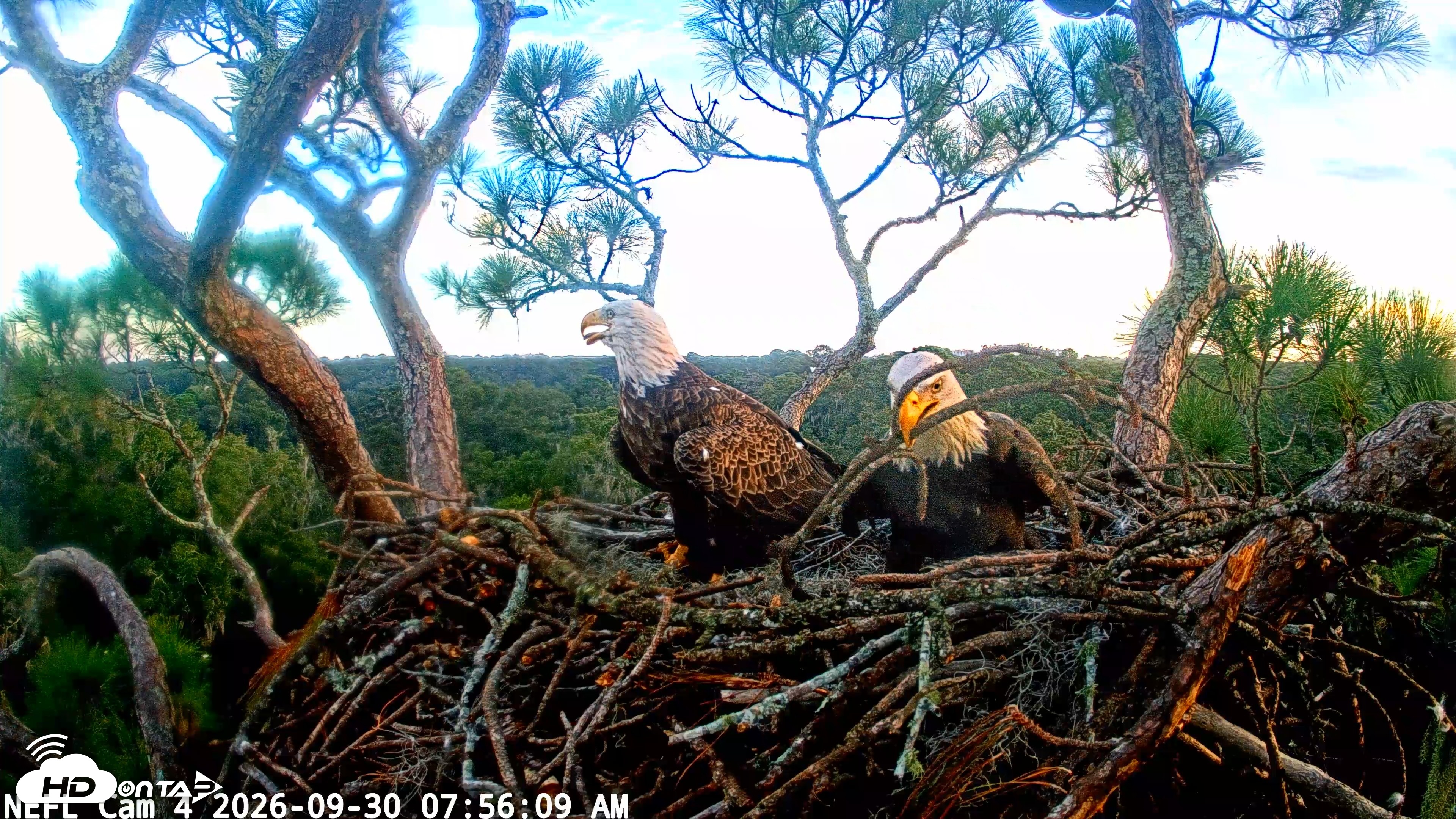 Snapshot of NE Florida Eagles Live Webcam taken Sep 30, 2026, 7:56am EDT