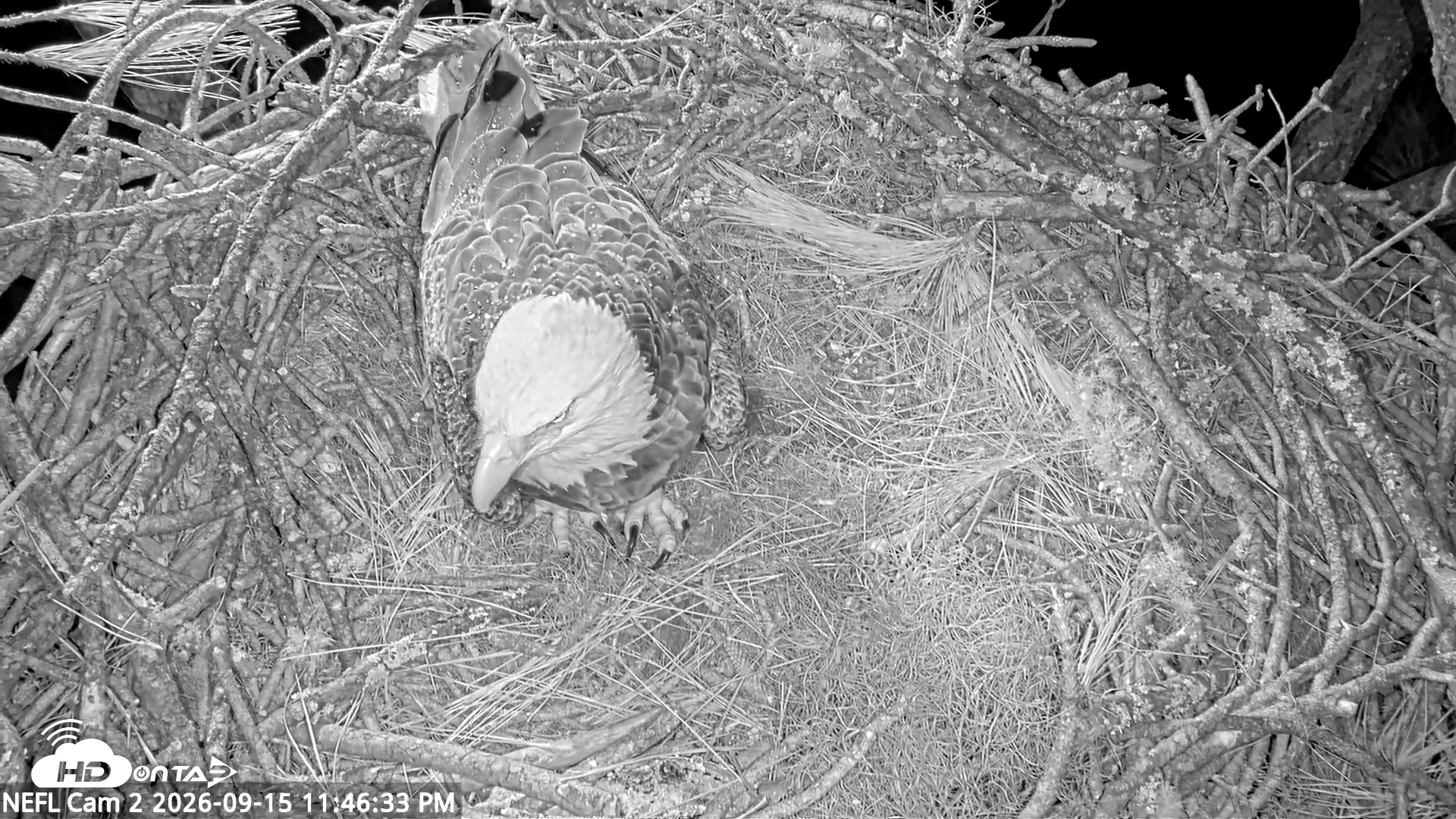 Snapshot of NE Florida Eagles Live Webcam taken Sep 15, 2026, 11:47pm EDT