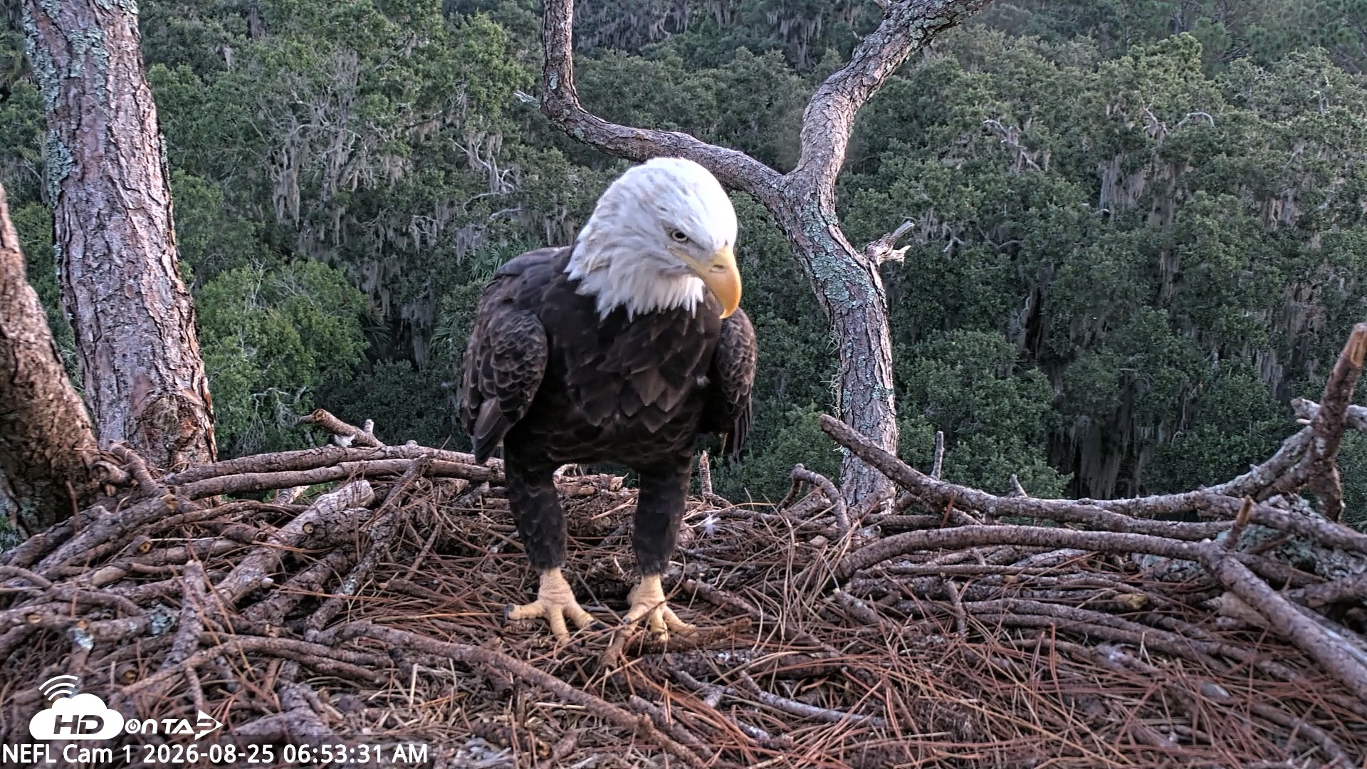 Snapshot of NE Florida Eagles Live Webcam taken Aug 25, 2026, 6:54am EDT
