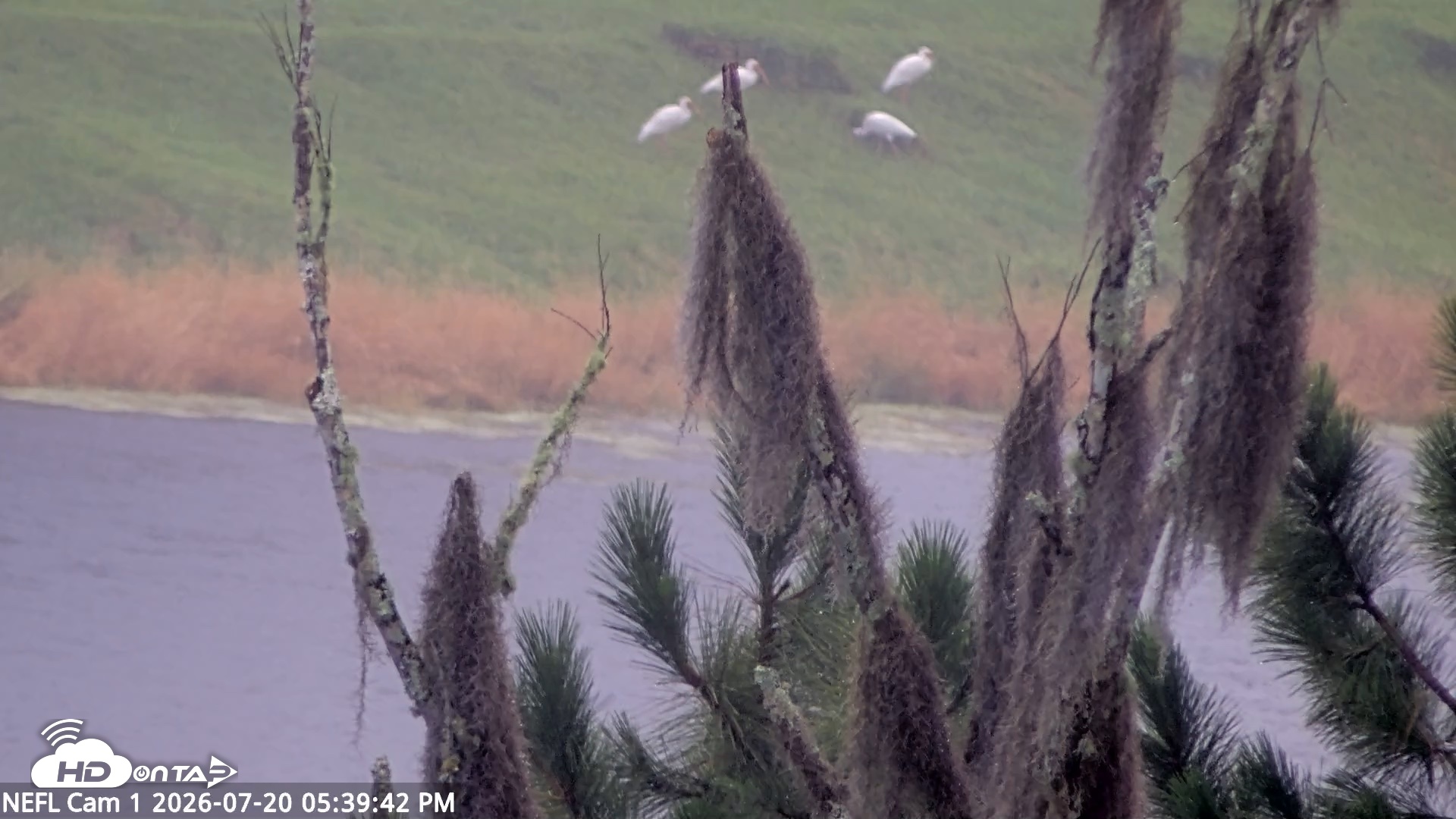 Snapshot of NE Florida Eagles Live Webcam taken Jul 20, 2026, 5:40pm EDT