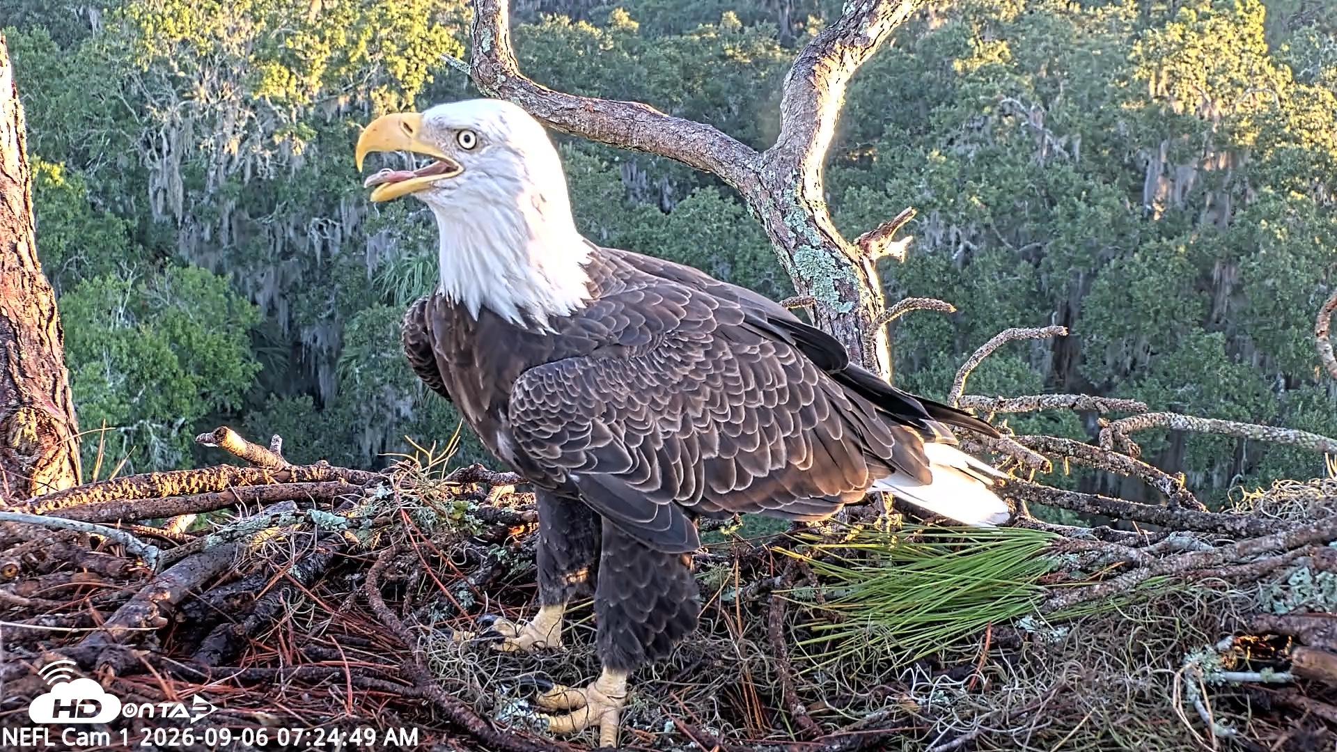 Snapshot of NE Florida Eagles Live Webcam taken Sep 6, 2026, 7:25am EDT