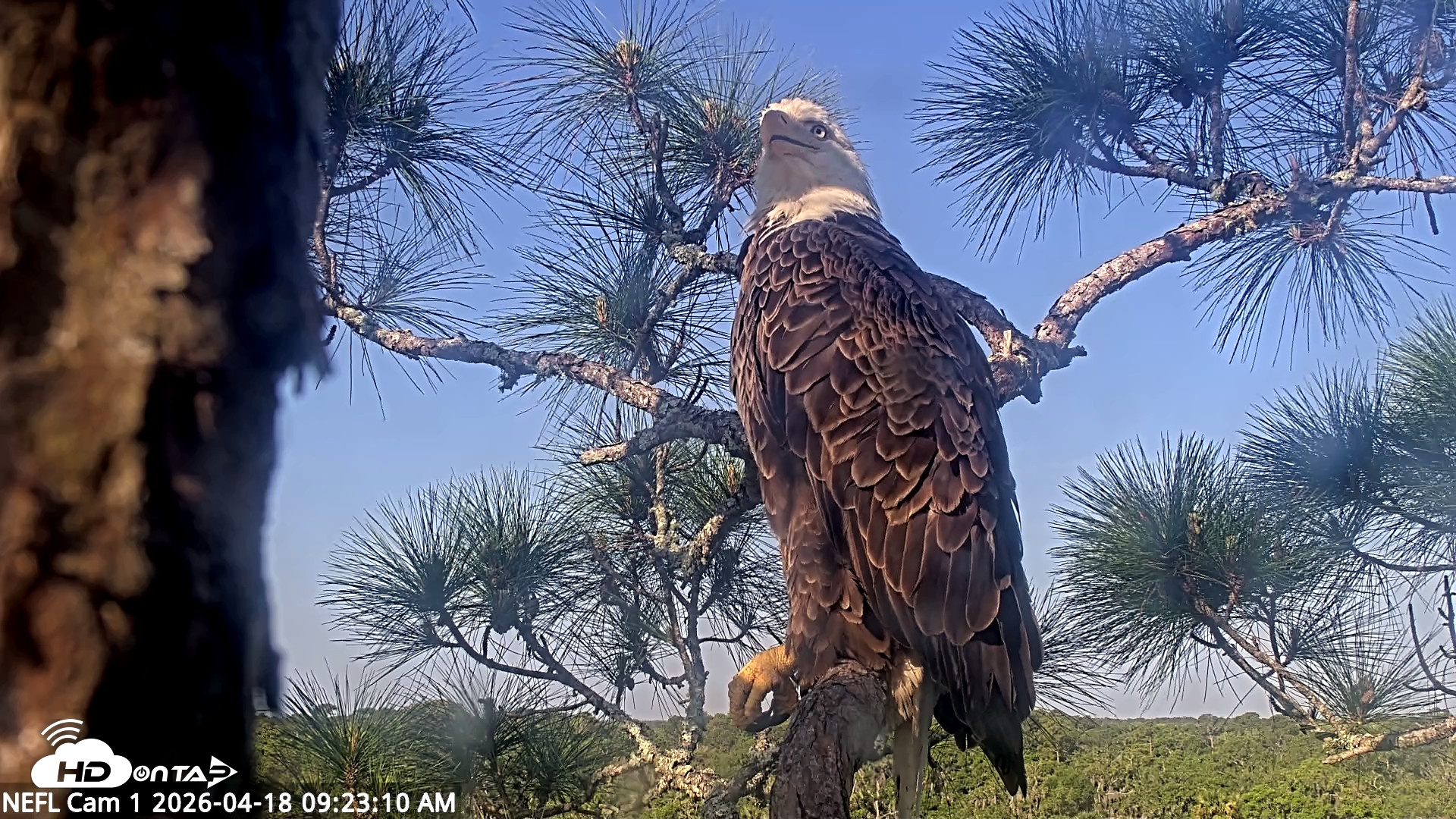 Snapshot of NE Florida Eagles Live Webcam taken Apr 18, 2026, 9:24am EDT