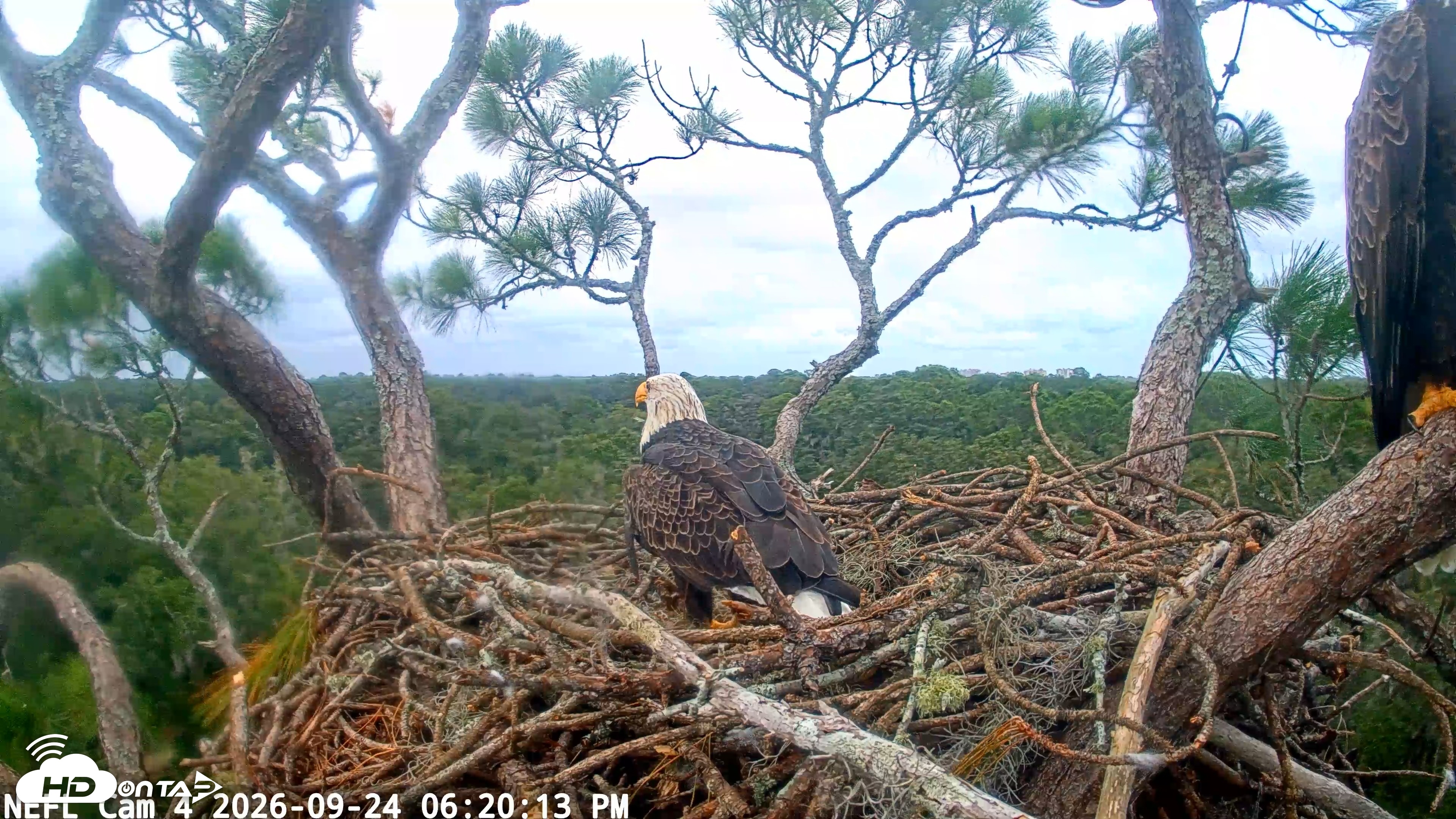 Snapshot of NE Florida Eagles Live Webcam taken Sep 24, 2026, 6:20pm EDT