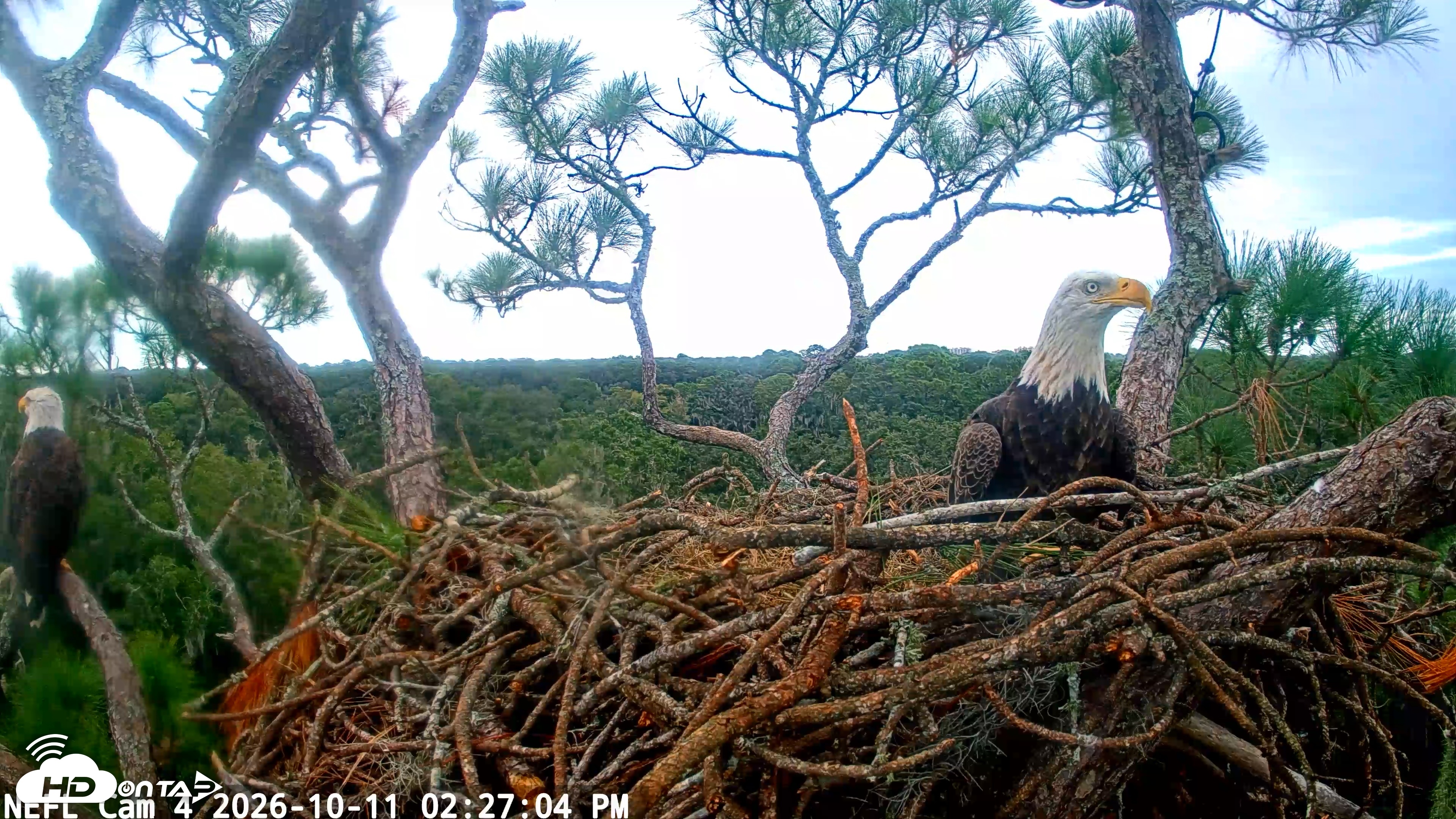 Snapshot of NE Florida Eagles Live Webcam taken Oct 11, 2026, 2:27pm EDT