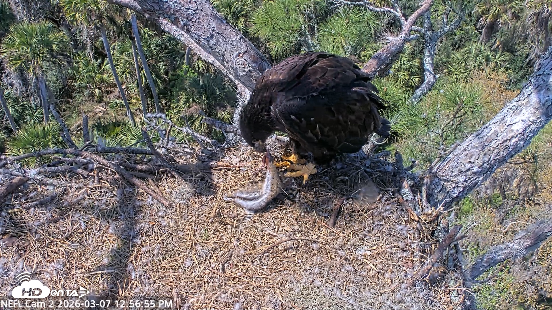 Snapshot of NE Florida Eagles Live Webcam taken Mar 7, 2026, 12:57pm EST