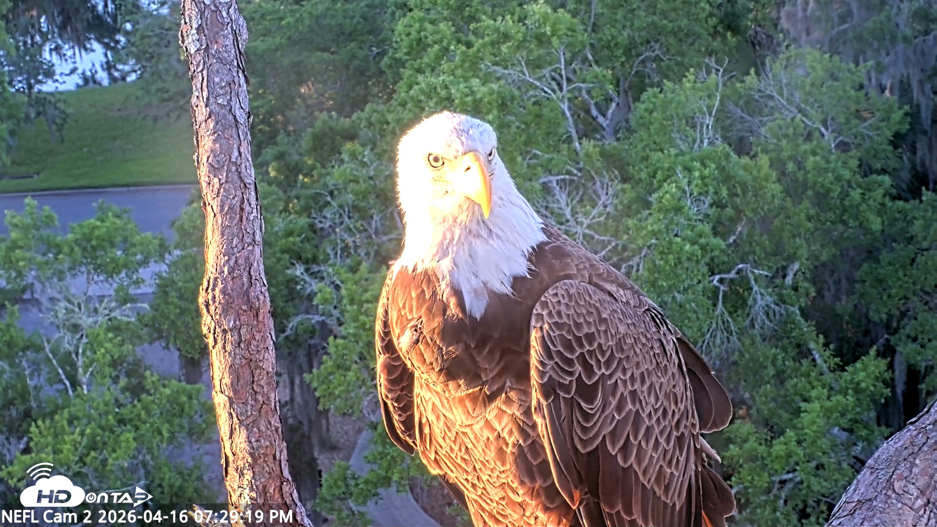 Snapshot of NE Florida Eagles Live Webcam taken Apr 16, 2026, 7:30pm EDT