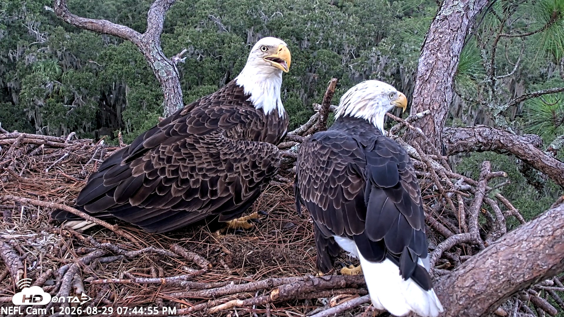 Snapshot of NE Florida Eagles Live Webcam taken Aug 29, 2026, 7:46pm EDT