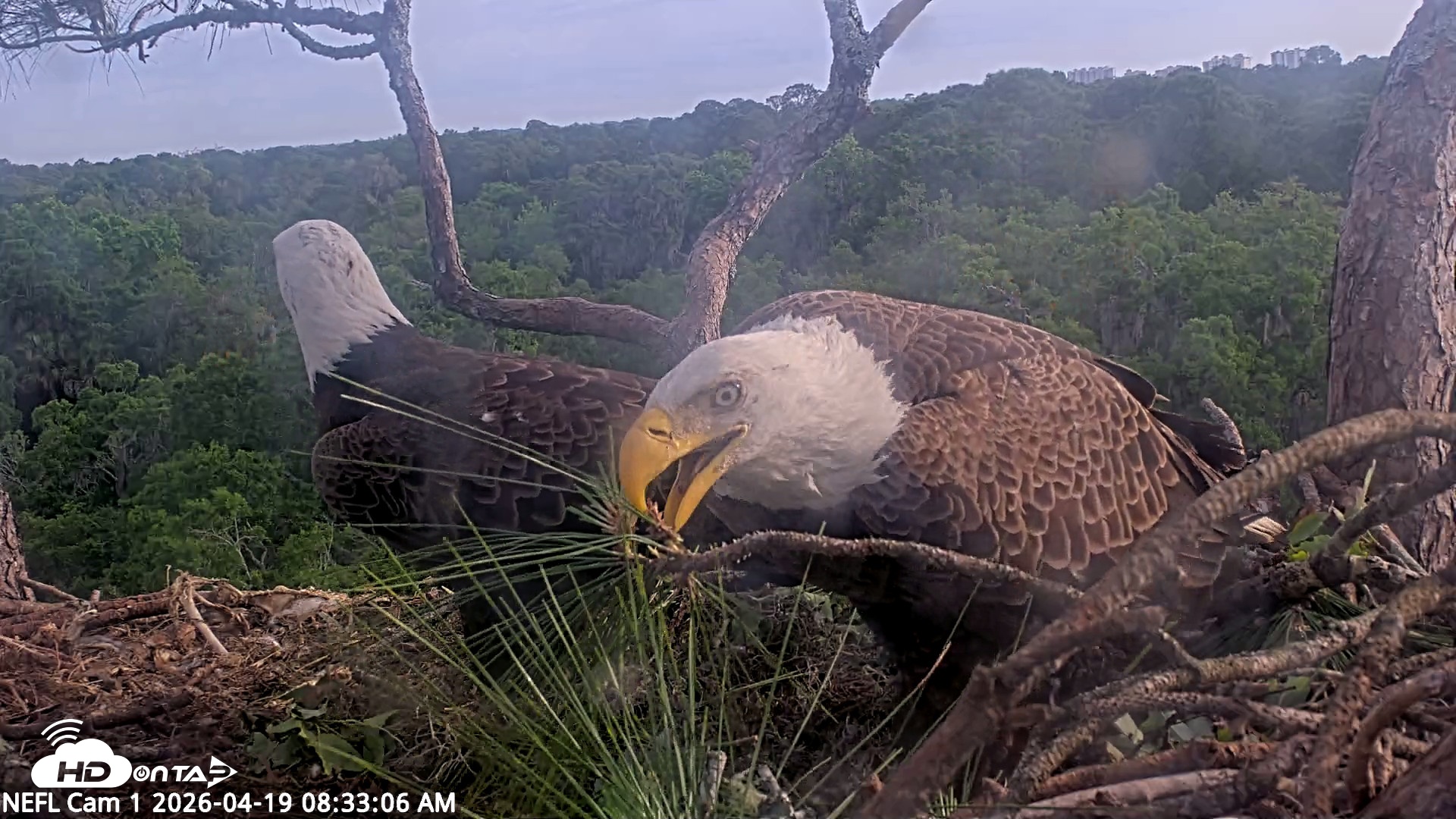 Snapshot of NE Florida Eagles Live Webcam taken Apr 19, 2026, 8:34am EDT