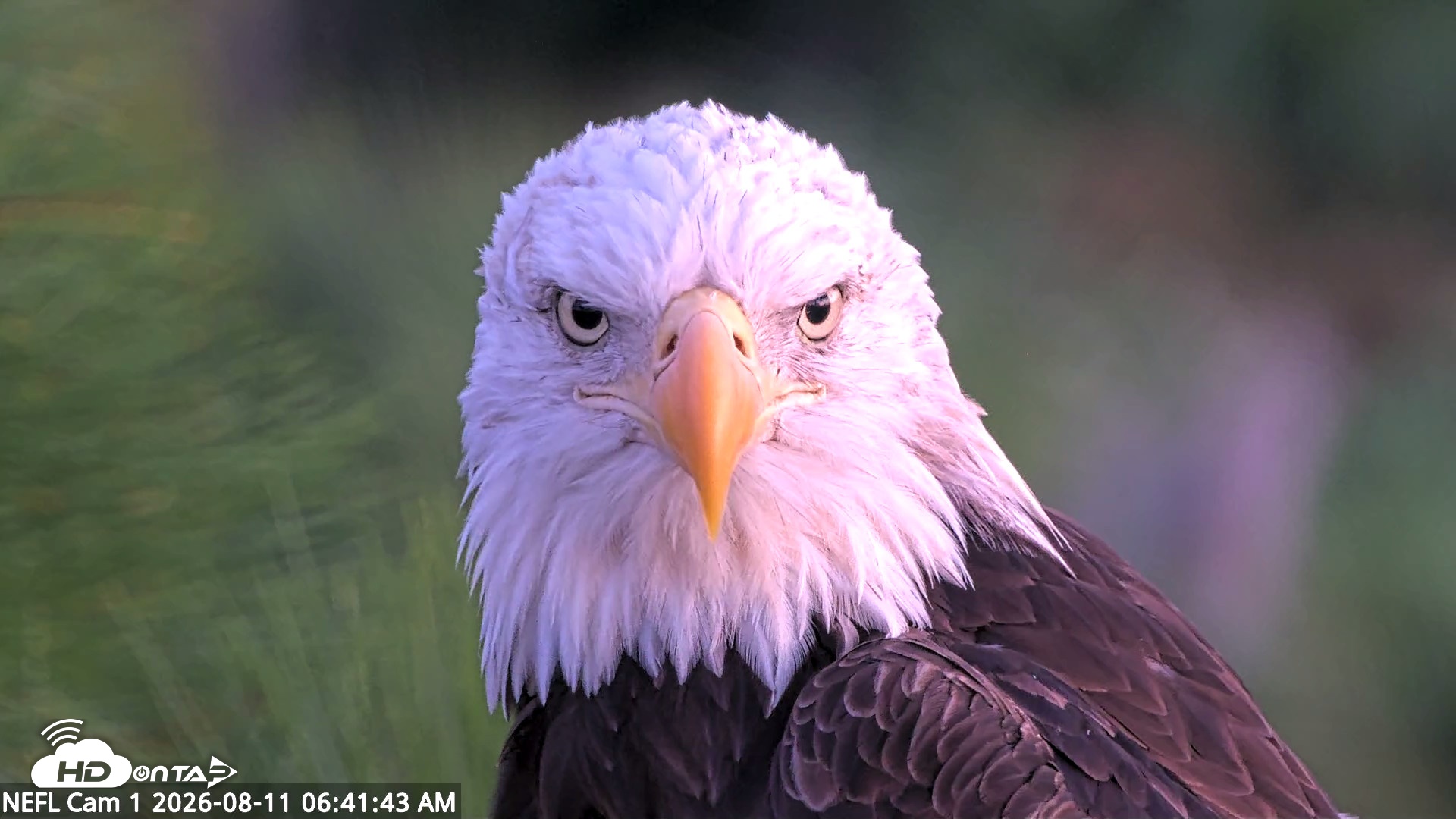 Snapshot of NE Florida Eagles Live Webcam taken Aug 11, 2026, 6:42am EDT