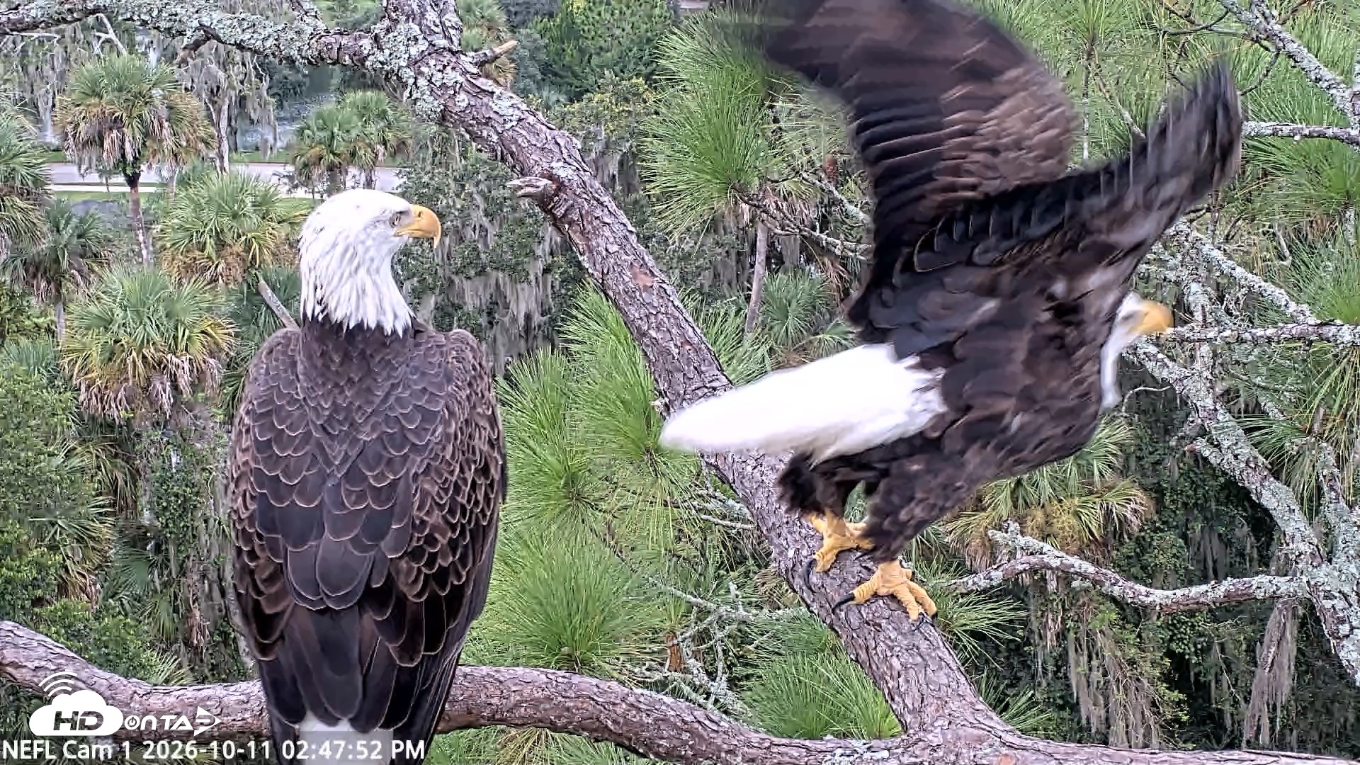 Snapshot of NE Florida Eagles Live Webcam taken Oct 11, 2026, 2:48pm EDT
