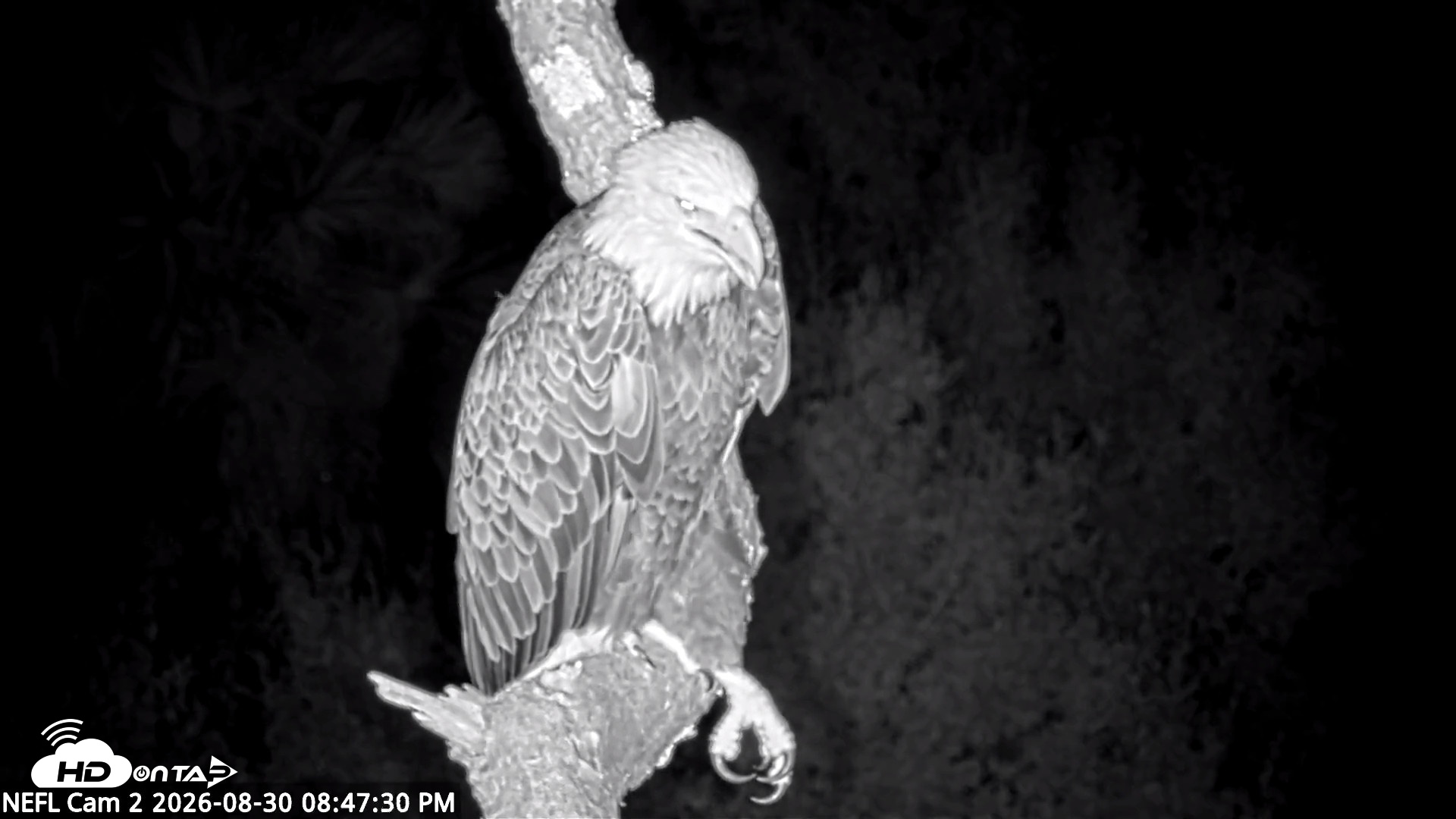 Snapshot of NE Florida Eagles Live Webcam taken Aug 30, 2026, 8:48pm EDT