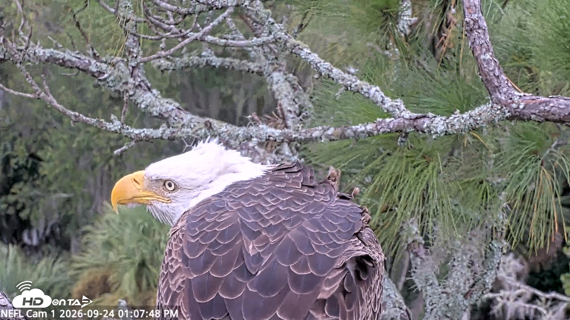 Snapshot of NE Florida Eagles Live Webcam taken Sep 24, 2026, 1:08pm EDT
