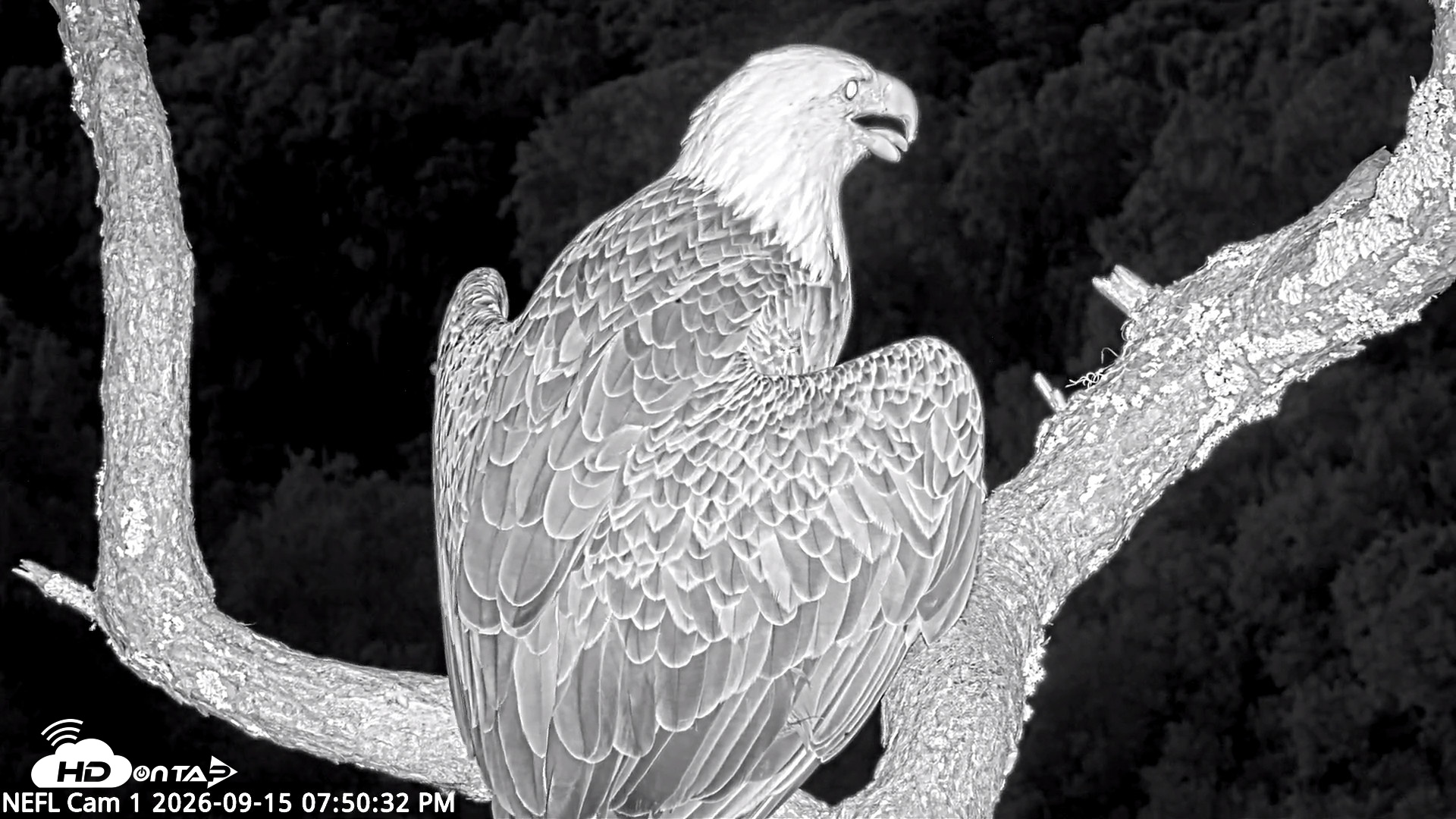 Snapshot of NE Florida Eagles Live Webcam taken Sep 15, 2026, 7:51pm EDT
