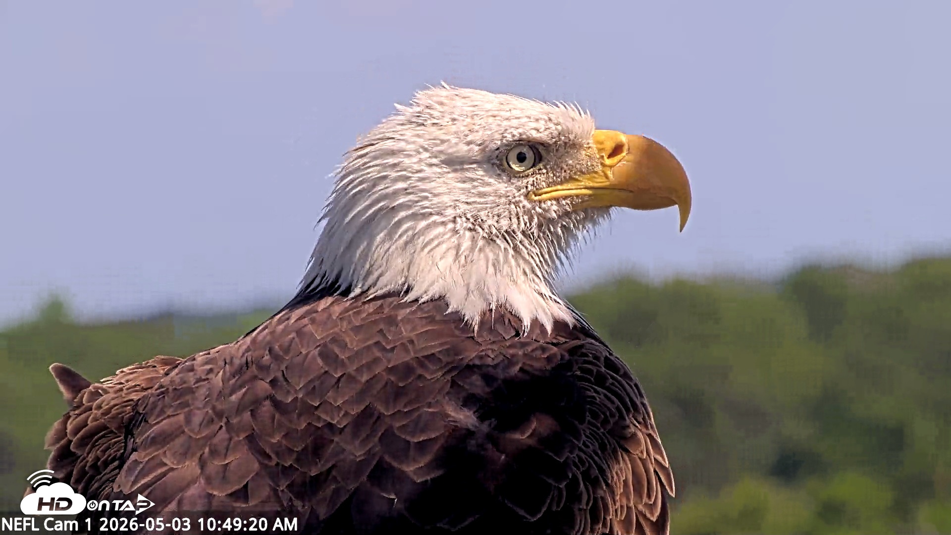 Snapshot of NE Florida Eagles Live Webcam taken May 3, 2026, 10:50am EDT