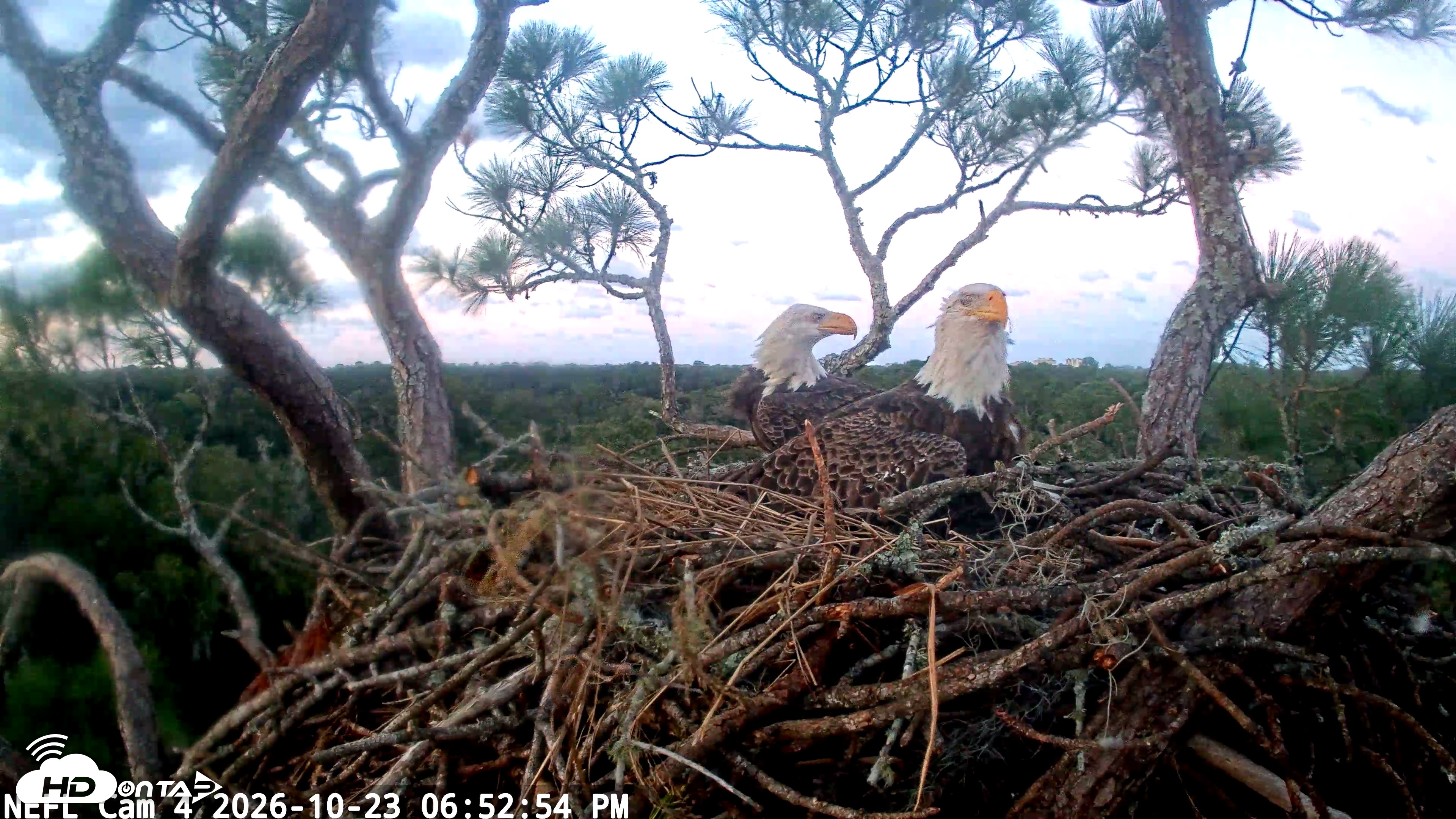 Snapshot of NE Florida Eagles Live Webcam taken Oct 23, 2026, 6:53pm EDT