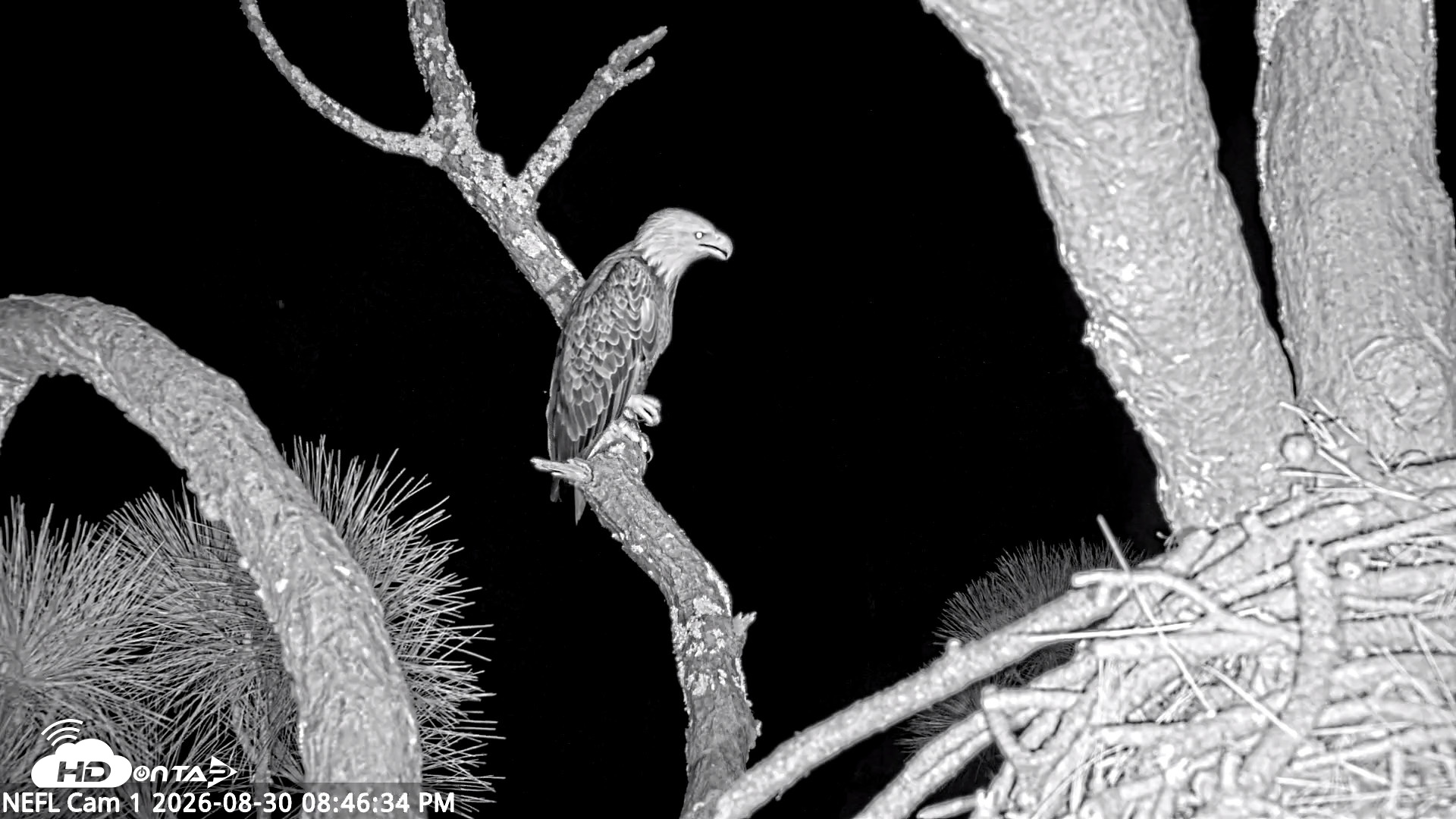 Snapshot of NE Florida Eagles Live Webcam taken Aug 30, 2026, 8:47pm EDT