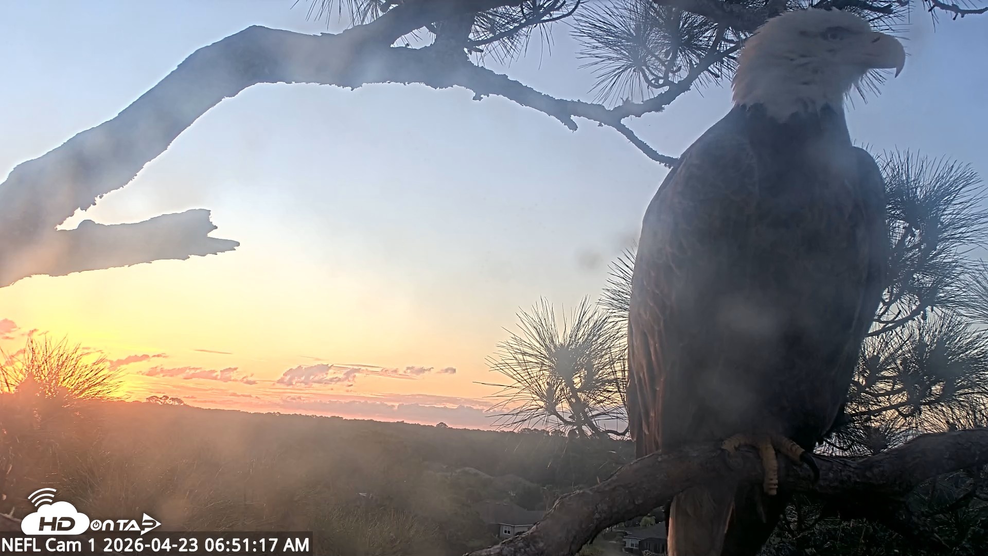 Snapshot of NE Florida Eagles Live Webcam taken Apr 23, 2026, 6:52am EDT