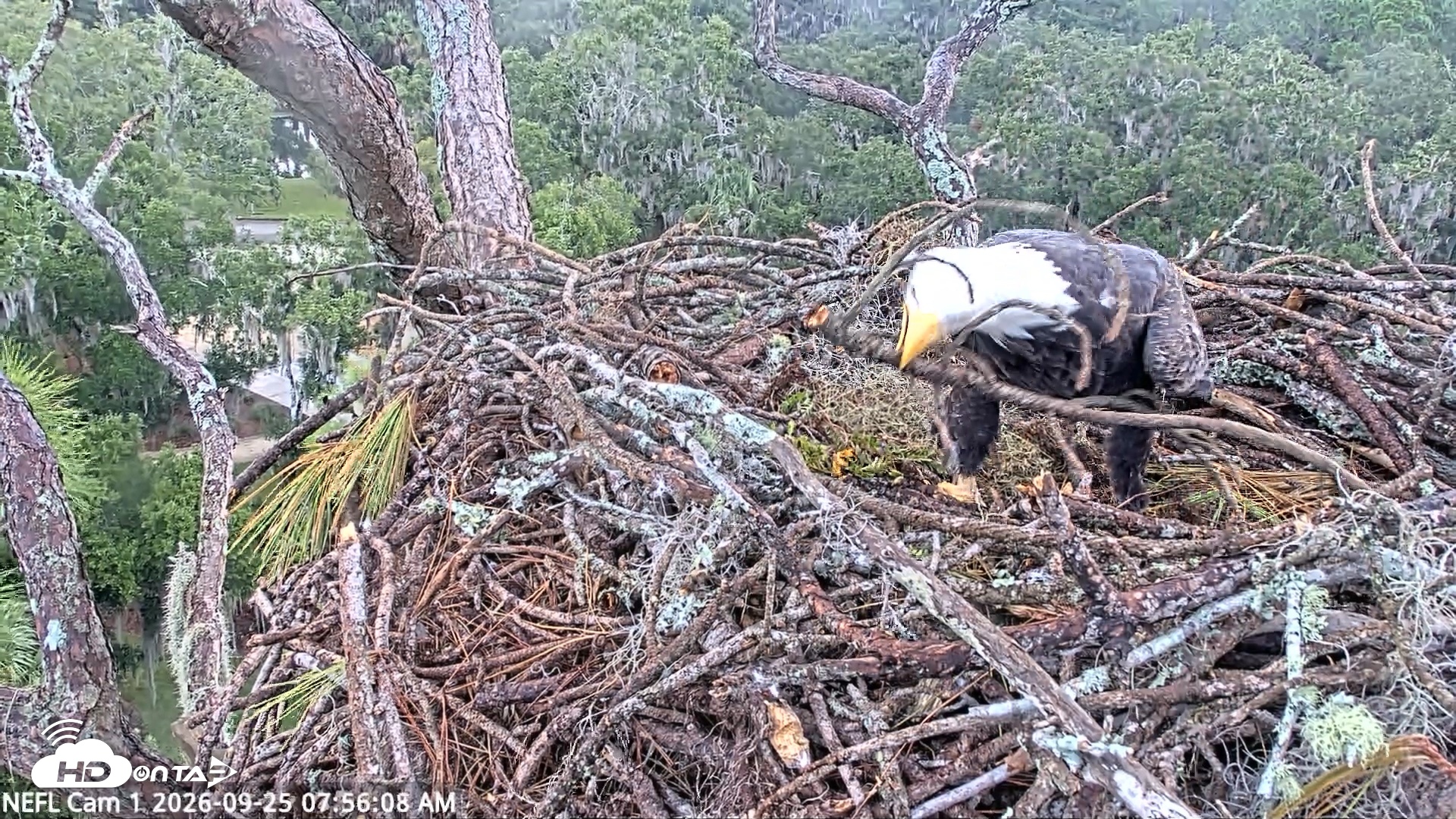 Snapshot of NE Florida Eagles Live Webcam taken Sep 25, 2026, 7:56am EDT