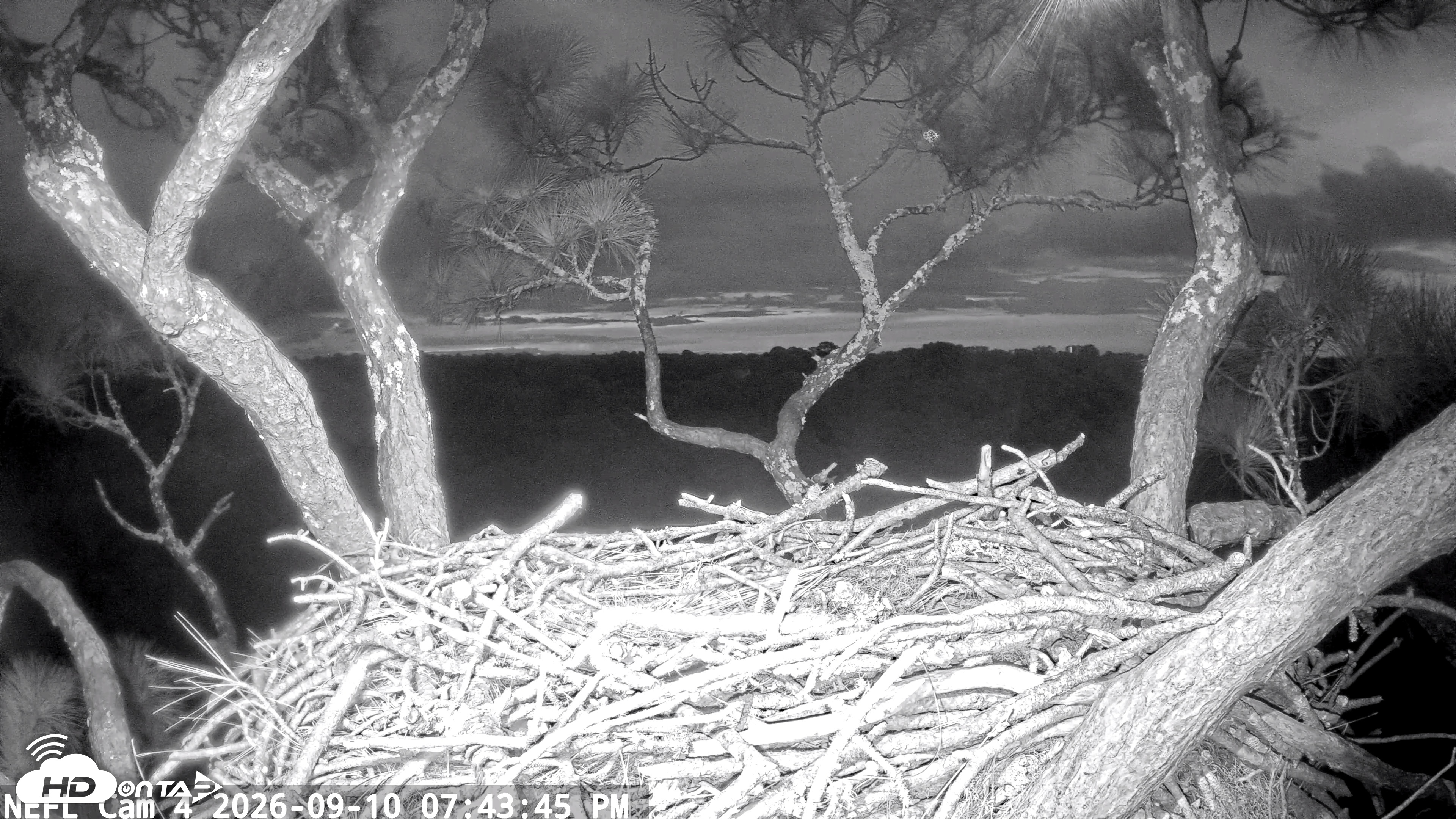 Snapshot of NE Florida Eagles Live Webcam taken Sep 10, 2026, 7:45pm EDT