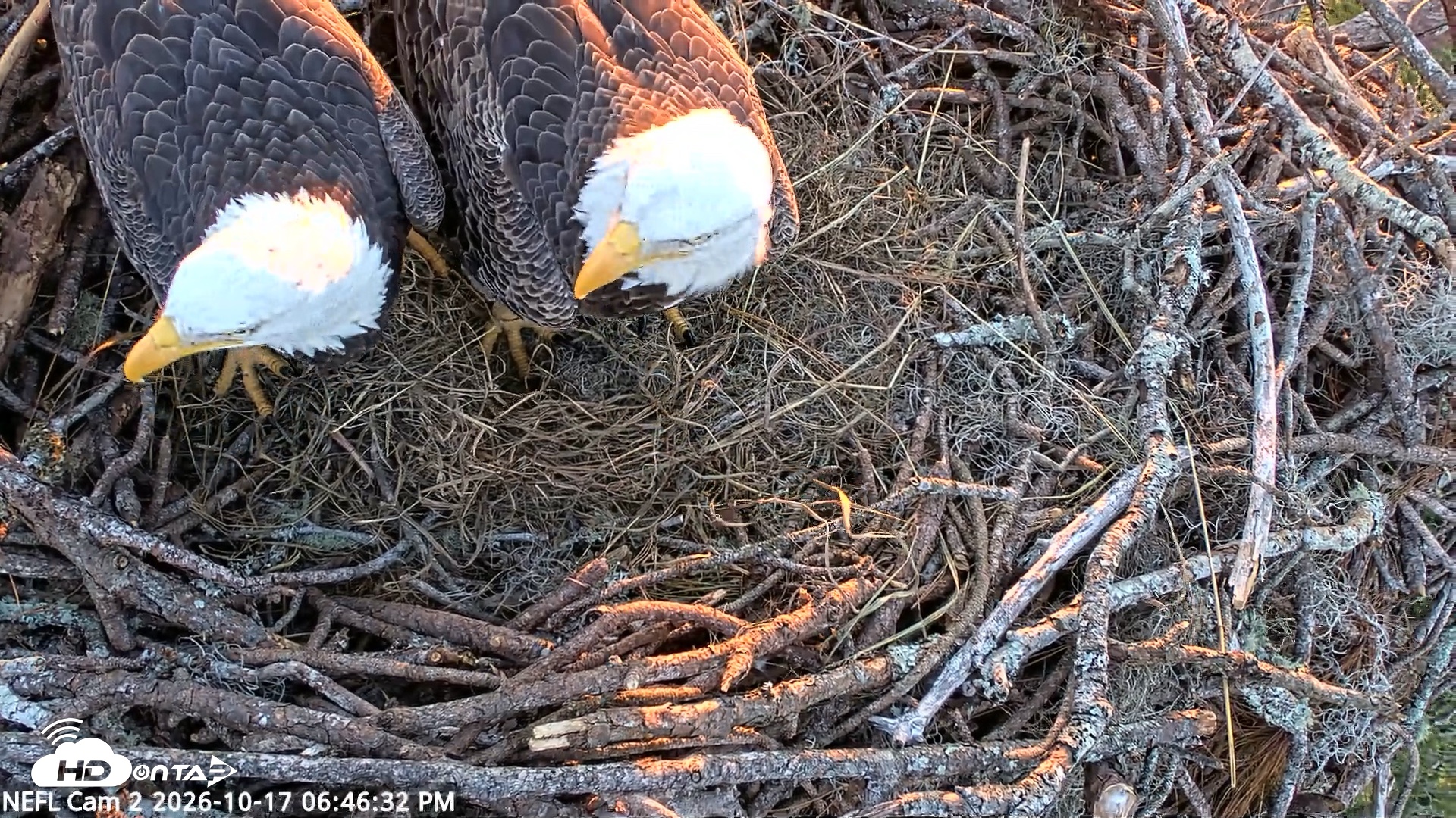 Snapshot of NE Florida Eagles Live Webcam taken Oct 17, 2026, 6:47pm EDT