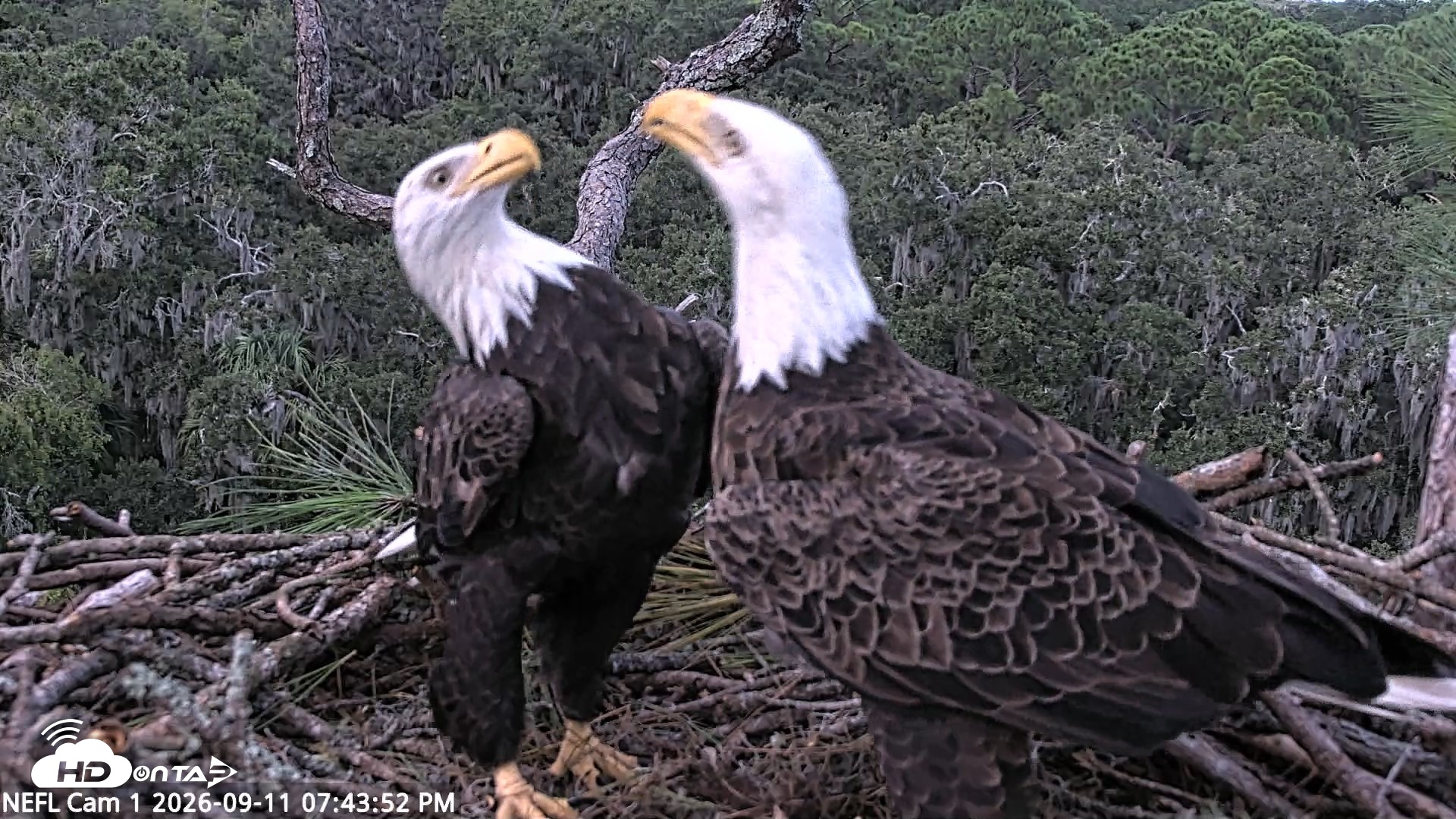 Snapshot of NE Florida Eagles Live Webcam taken Sep 11, 2026, 7:44pm EDT