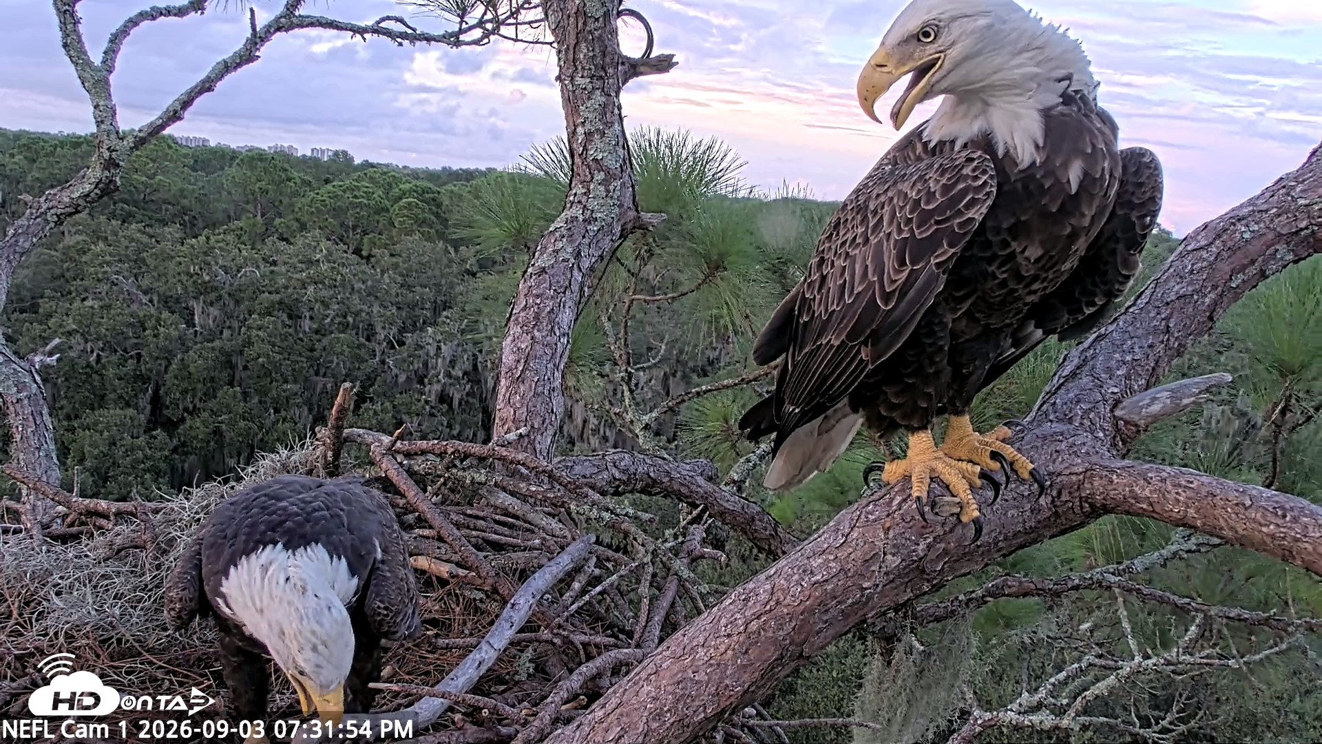 Snapshot of NE Florida Eagles Live Webcam taken Sep 3, 2026, 7:32pm EDT