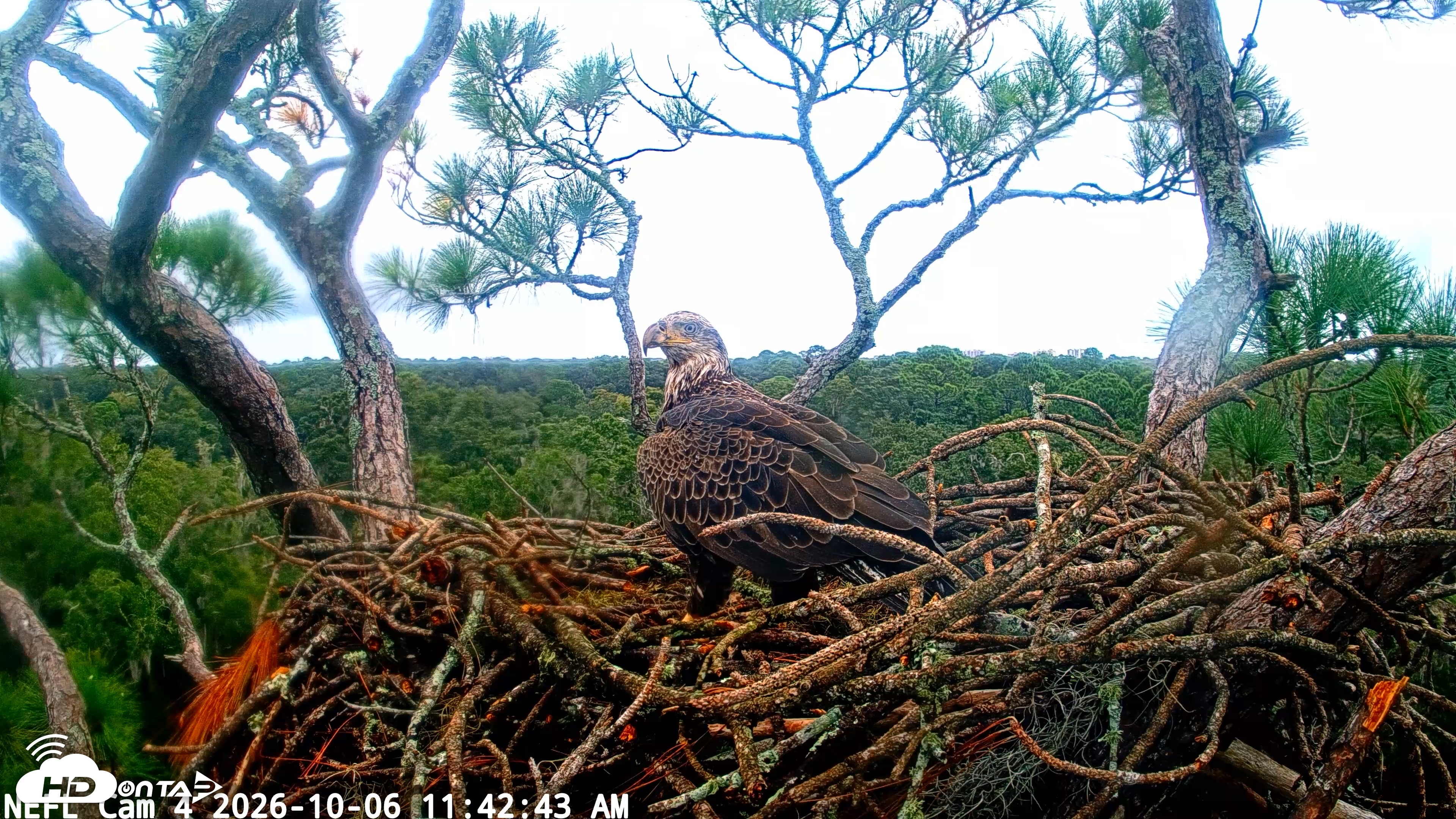 Snapshot of NE Florida Eagles Live Webcam taken Oct 6, 2026, 11:43am EDT