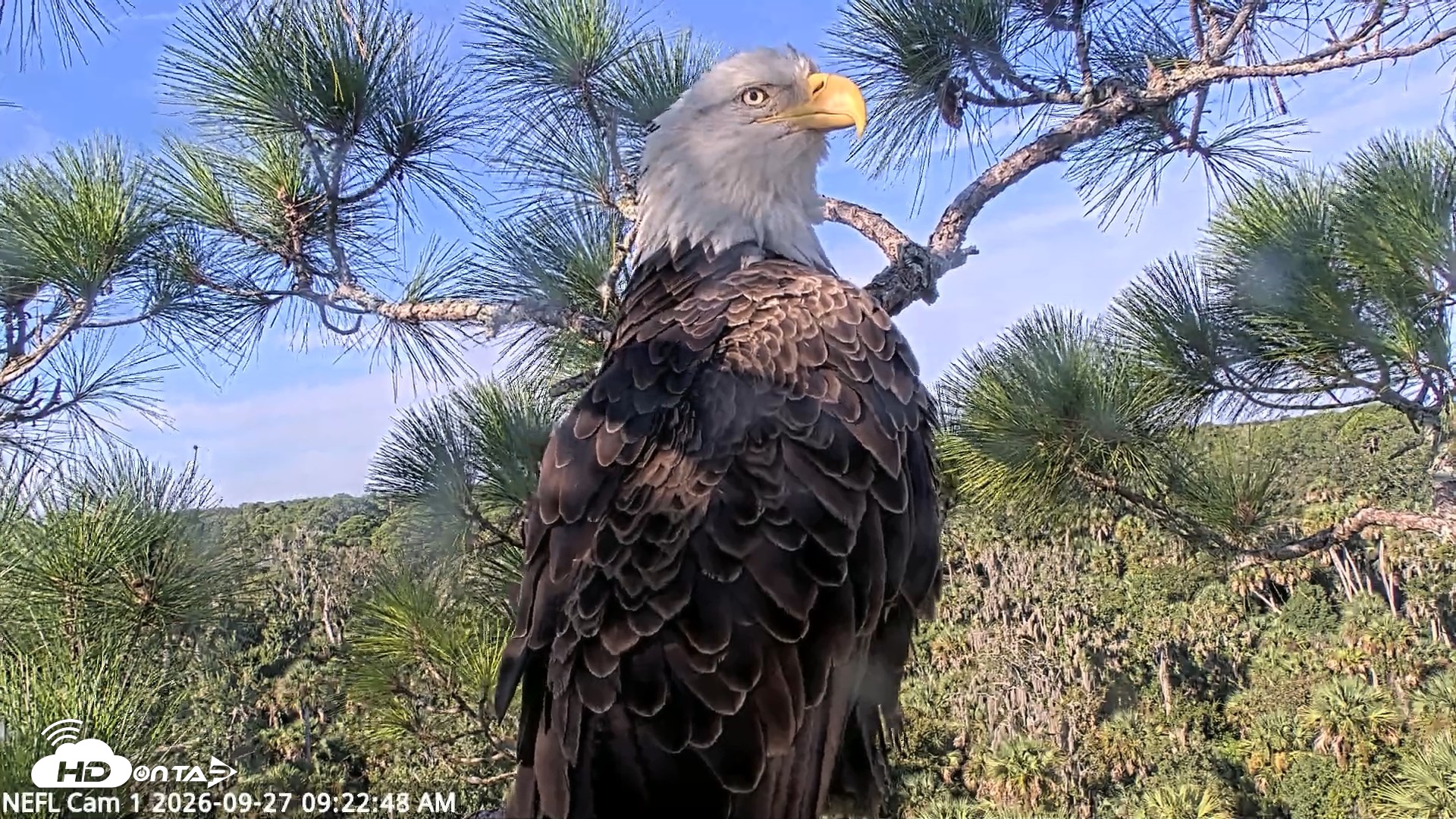 Snapshot of NE Florida Eagles Live Webcam taken Sep 27, 2026, 9:23am EDT