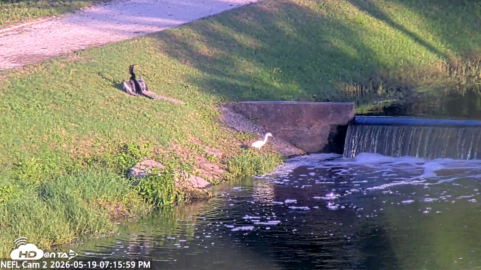 Snapshot of NE Florida Eagles Live Webcam taken May 19, 2026, 7:16pm EDT