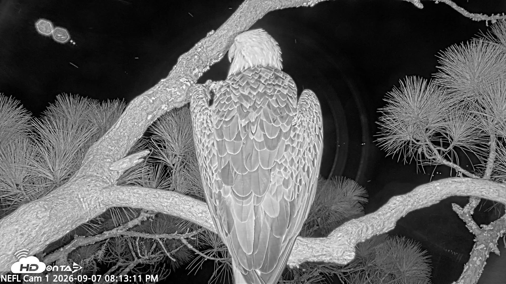 Snapshot of NE Florida Eagles Live Webcam taken Sep 7, 2026, 8:14pm EDT