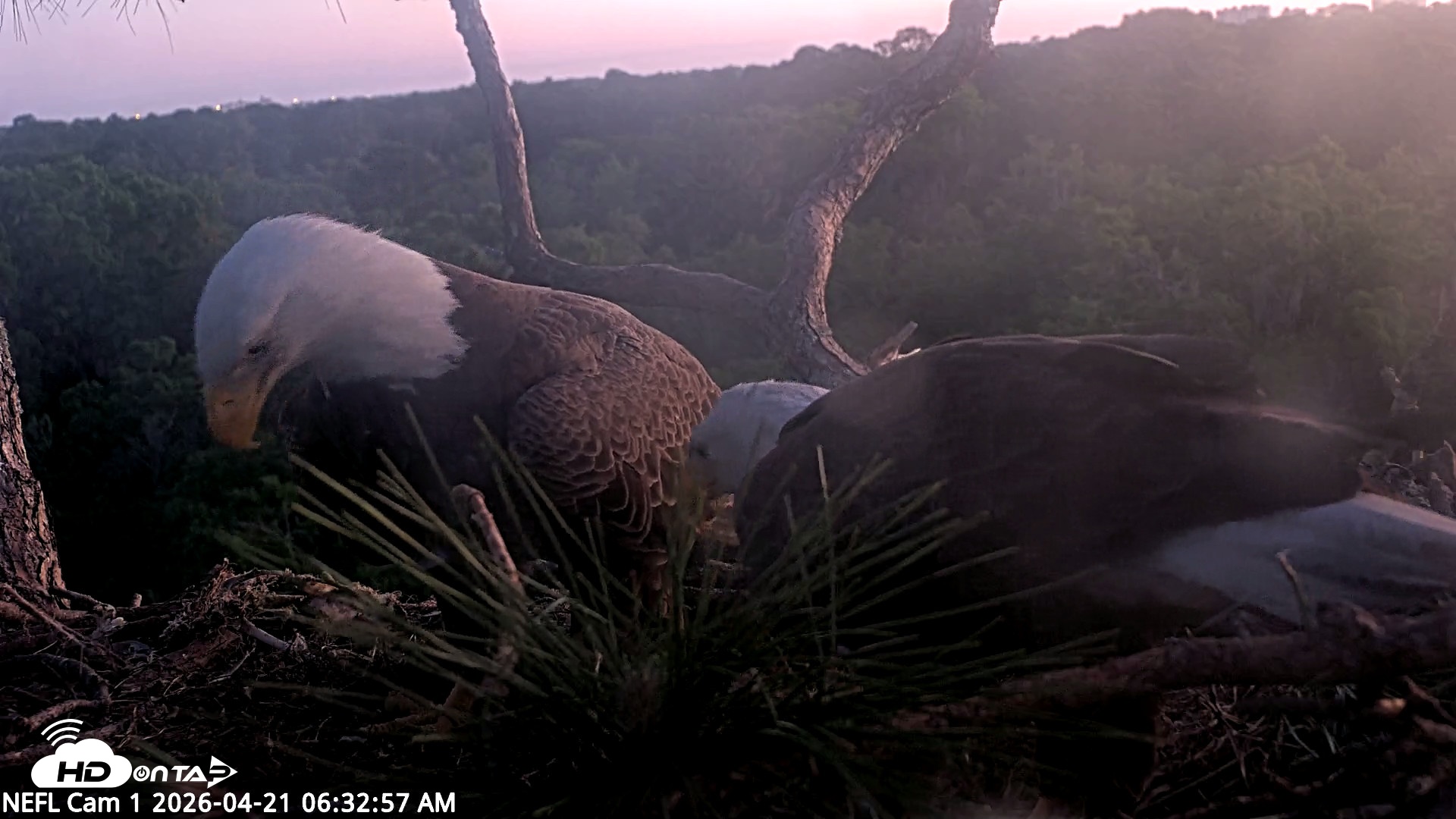 Snapshot of NE Florida Eagles Live Webcam taken Apr 21, 2026, 6:33am EDT