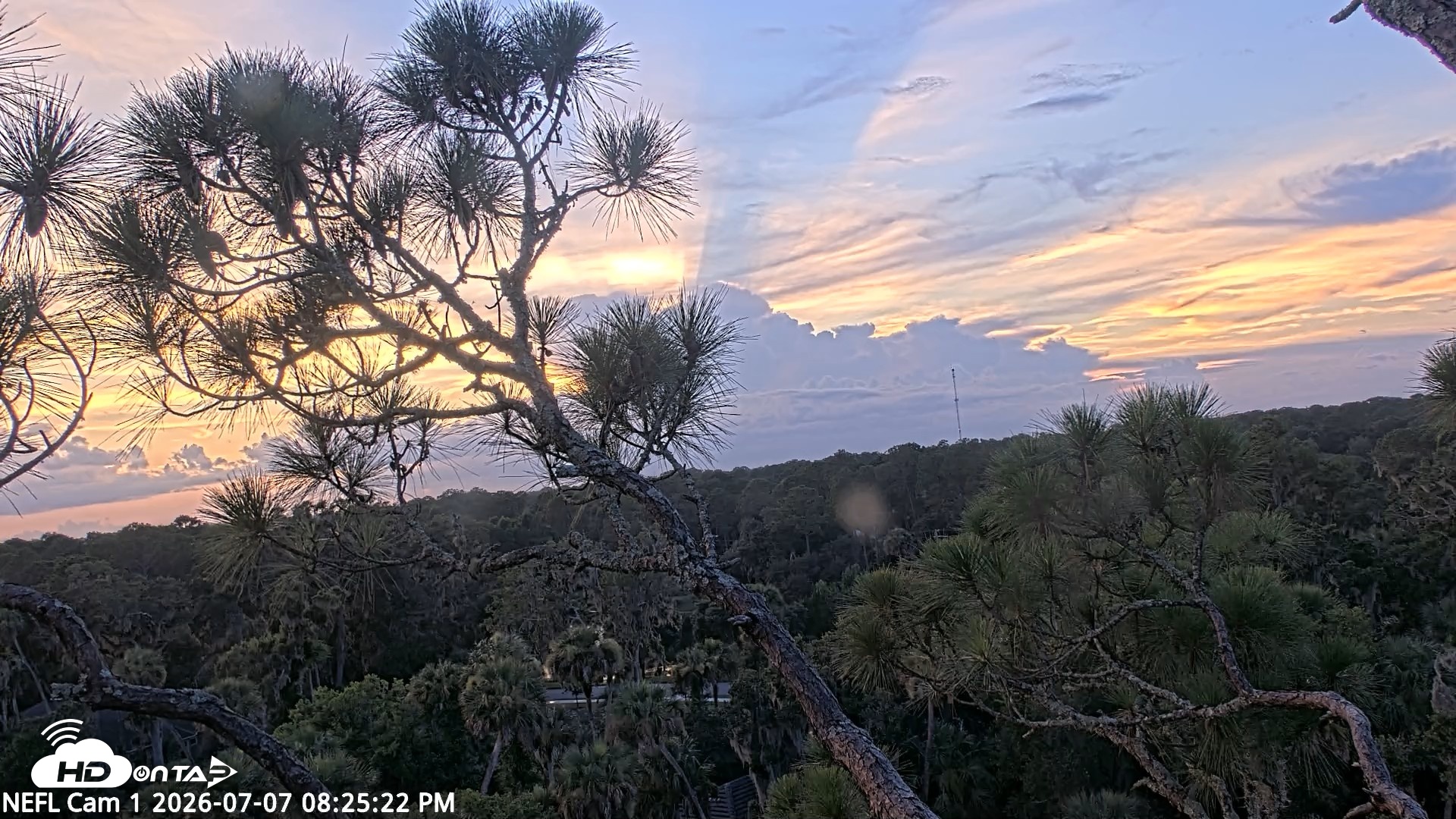 Snapshot of NE Florida Eagles Live Webcam taken Jul 7, 2026, 8:27pm EDT