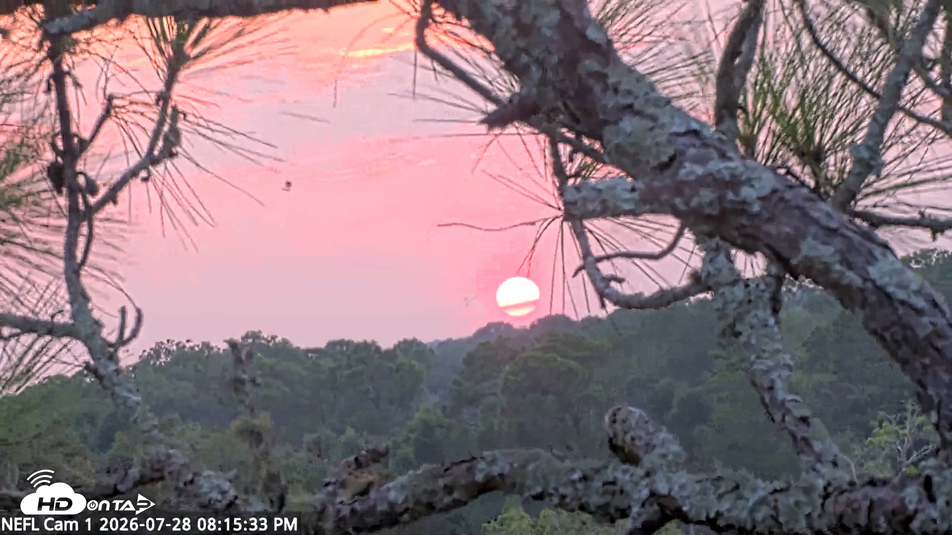Snapshot of NE Florida Eagles Live Webcam taken Jul 28, 2026, 8:16pm EDT