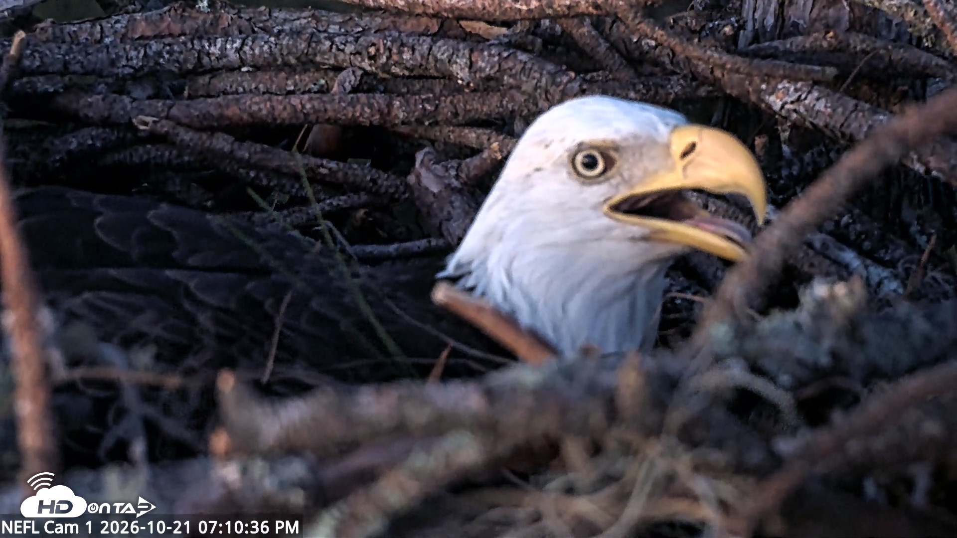 Snapshot of NE Florida Eagles Live Webcam taken Oct 21, 2026, 7:11pm EDT