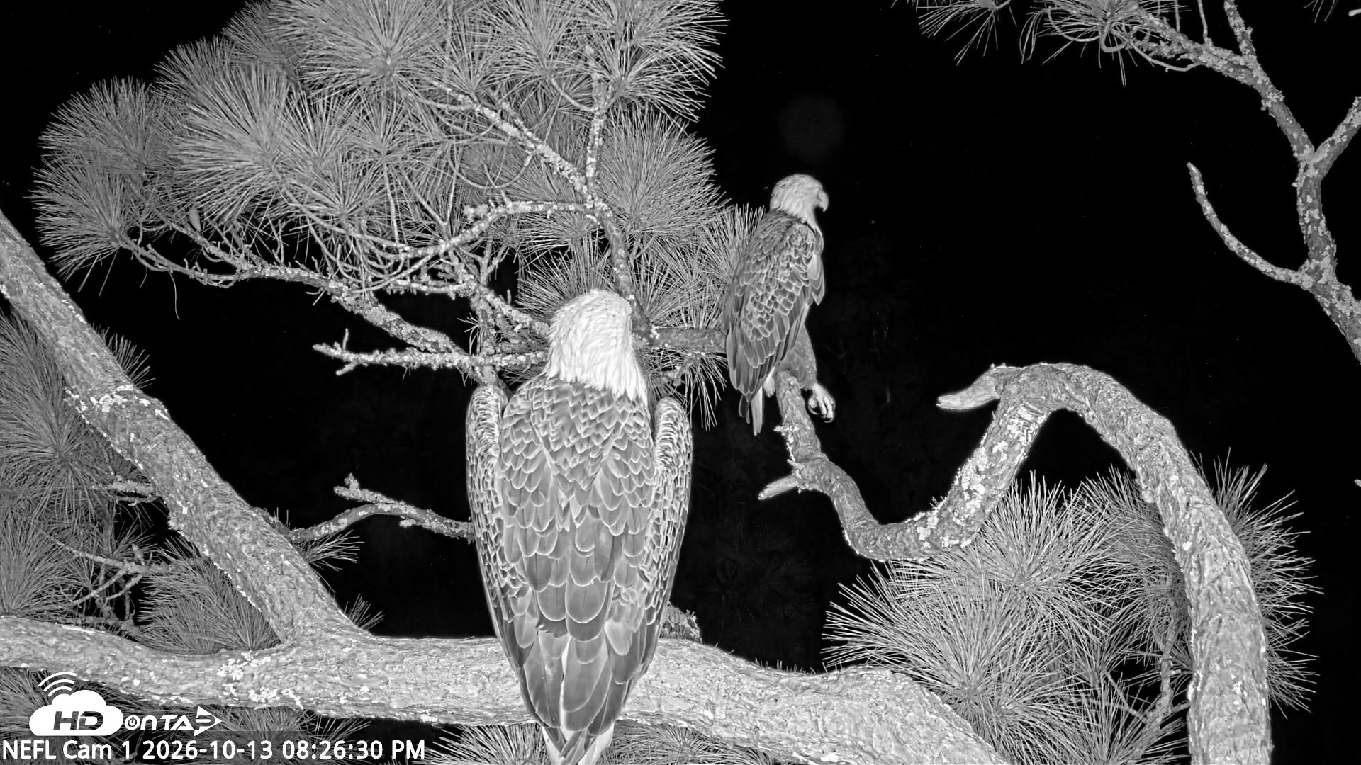 Snapshot of NE Florida Eagles Live Webcam taken Oct 13, 2026, 8:27pm EDT