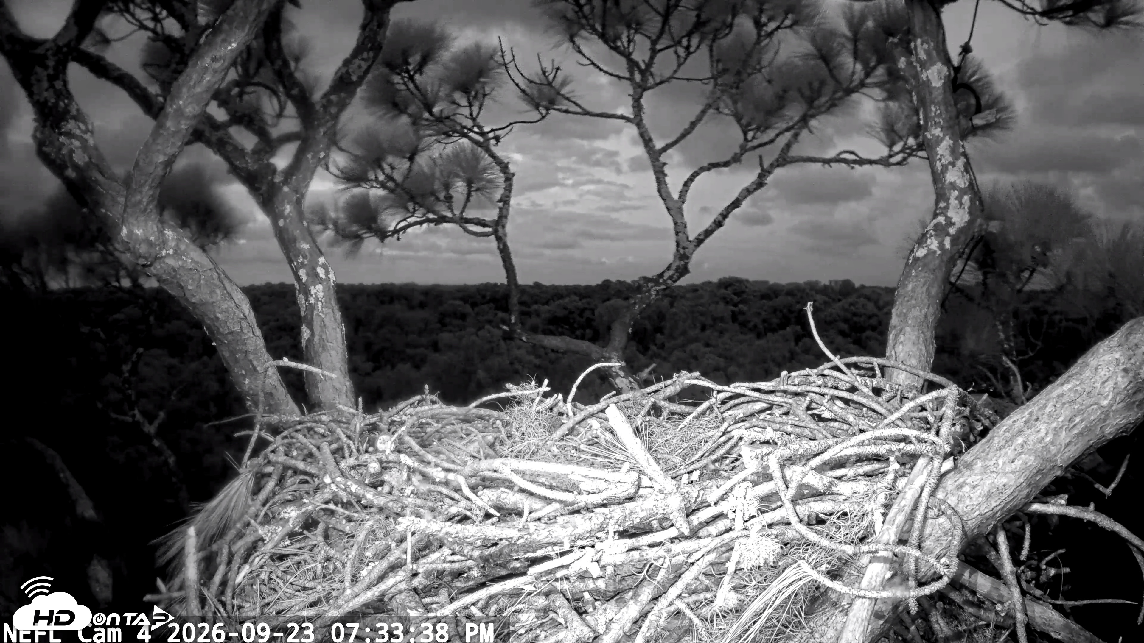 Snapshot of NE Florida Eagles Live Webcam taken Sep 23, 2026, 7:34pm EDT