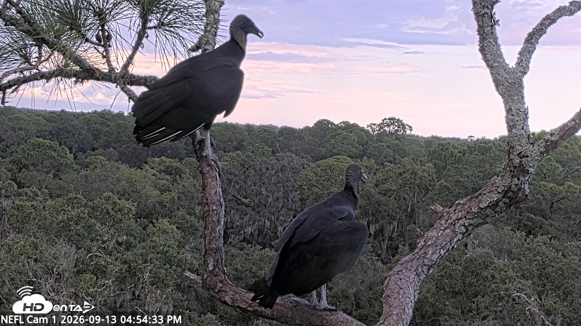 Snapshot of NE Florida Eagles Live Webcam taken Sep 13, 2026, 4:55pm EDT