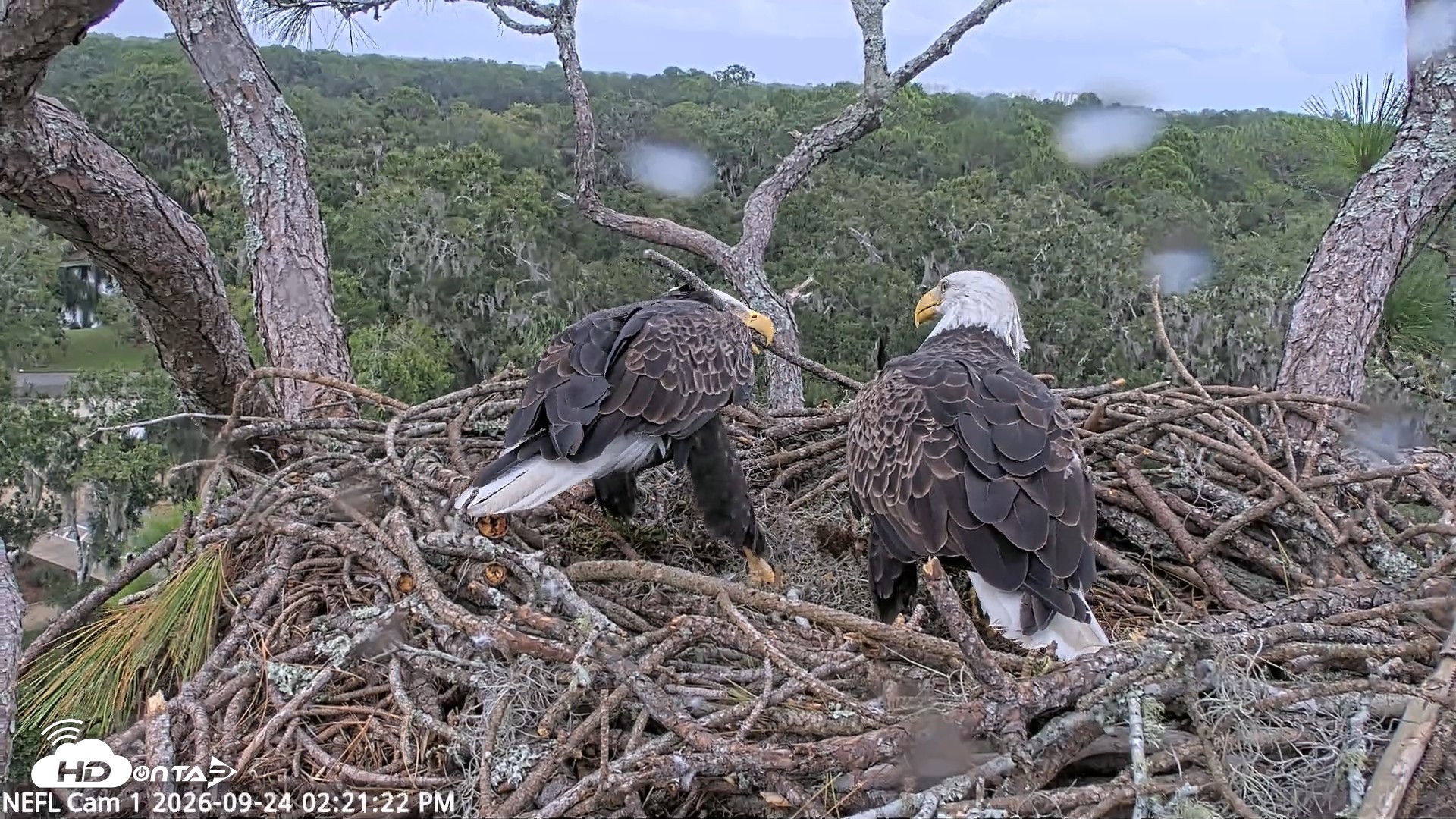 Snapshot of NE Florida Eagles Live Webcam taken Sep 24, 2026, 2:22pm EDT