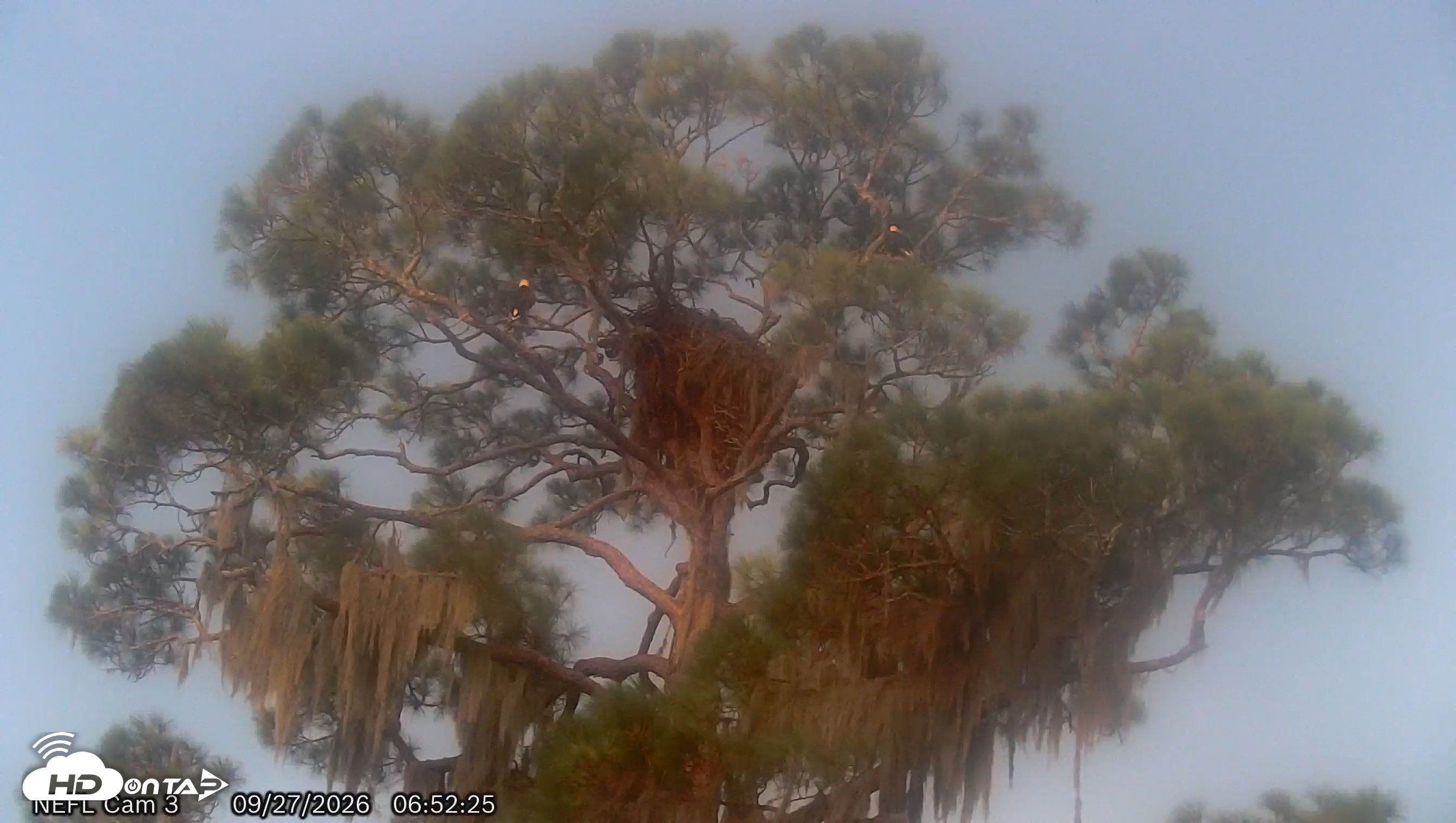 Snapshot of NE Florida Eagles Live Webcam taken Sep 27, 2026, 6:53am EDT