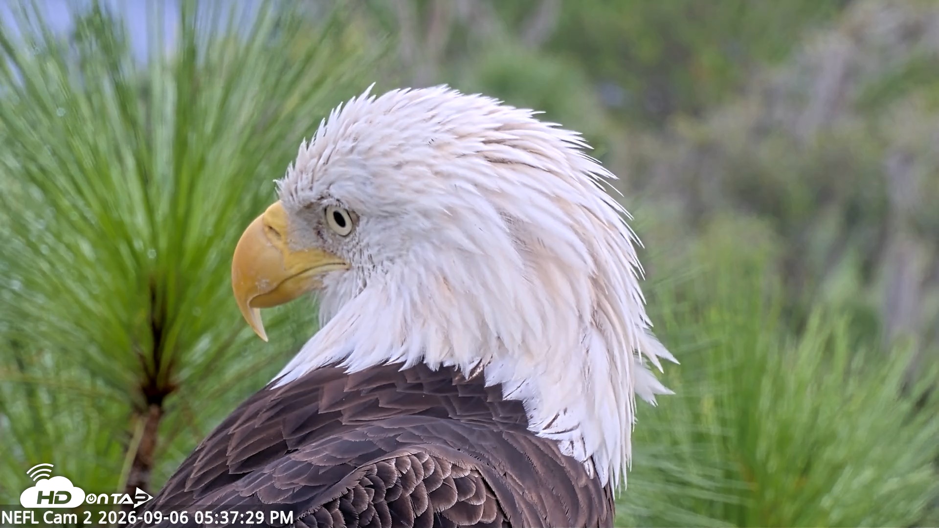 Snapshot of NE Florida Eagles Live Webcam taken Sep 6, 2026, 5:38pm EDT