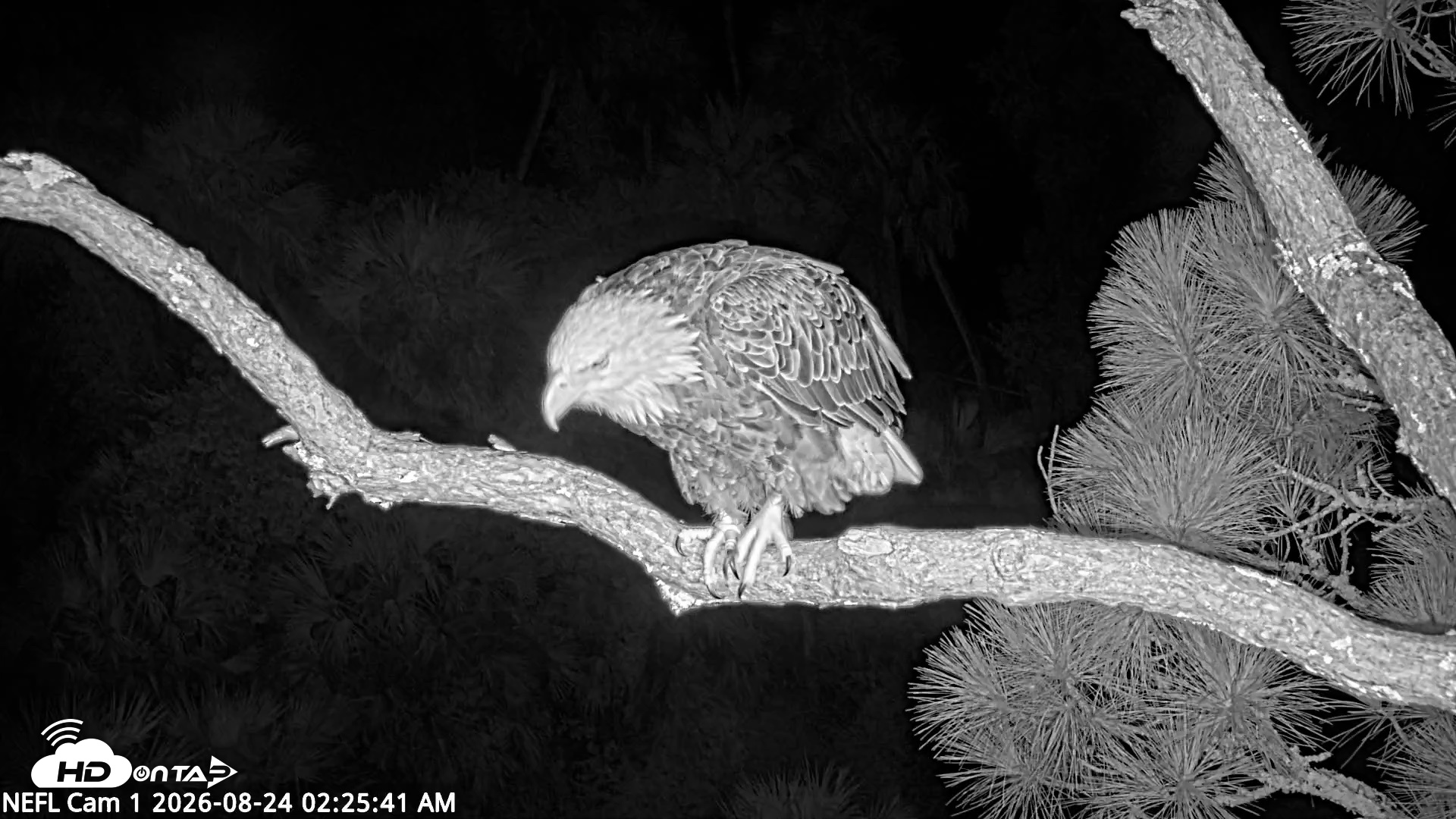 Snapshot of NE Florida Eagles Live Webcam taken Aug 24, 2026, 2:26am EDT