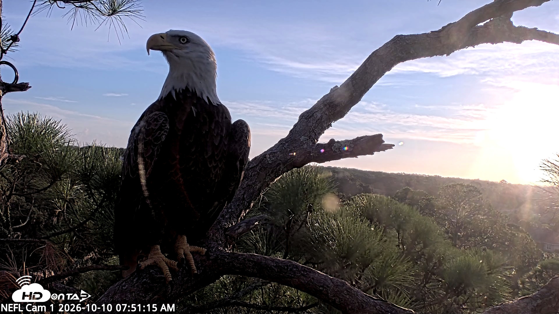 Snapshot of NE Florida Eagles Live Webcam taken Oct 10, 2026, 7:54am EDT