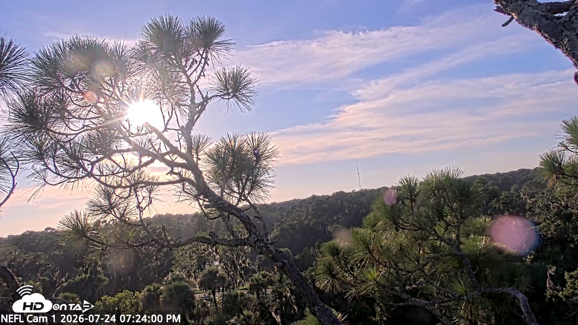 Snapshot of NE Florida Eagles Live Webcam taken Jul 24, 2026, 7:24pm EDT