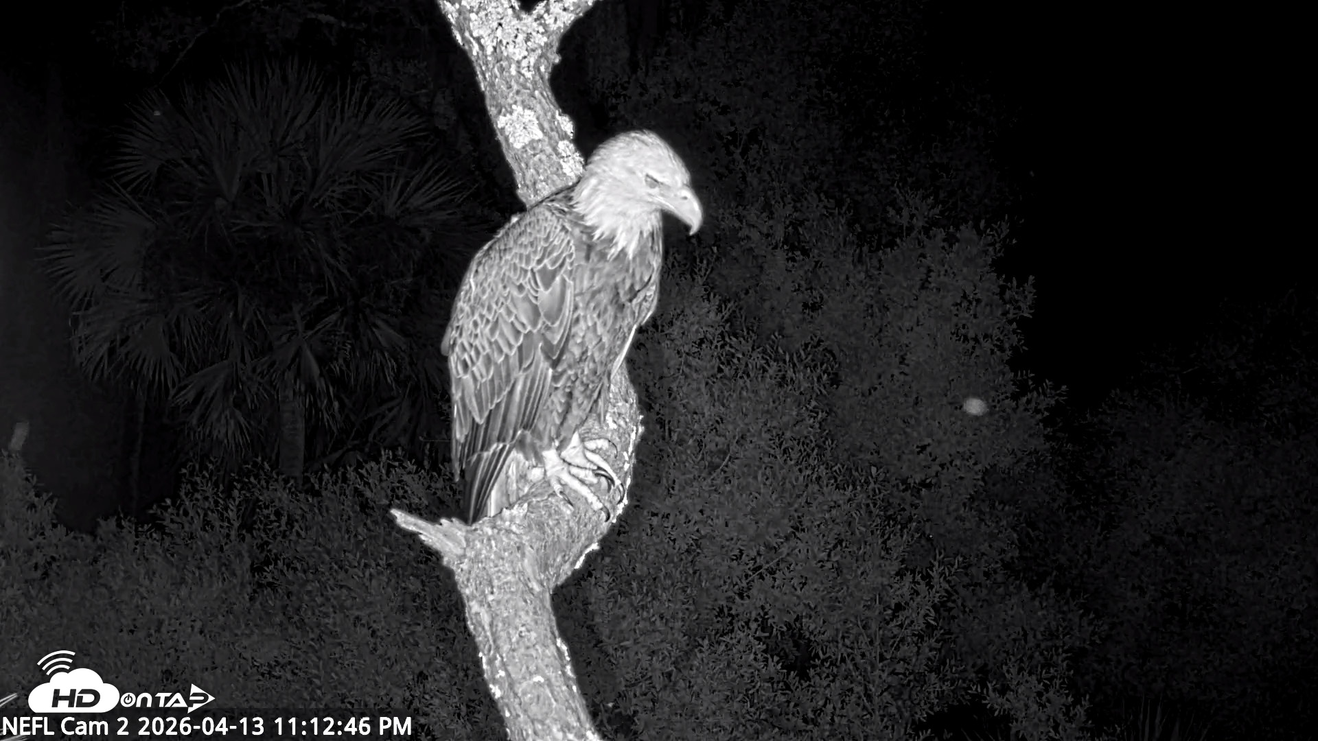 Snapshot of NE Florida Eagles Live Webcam taken Apr 13, 2026, 11:13pm EDT