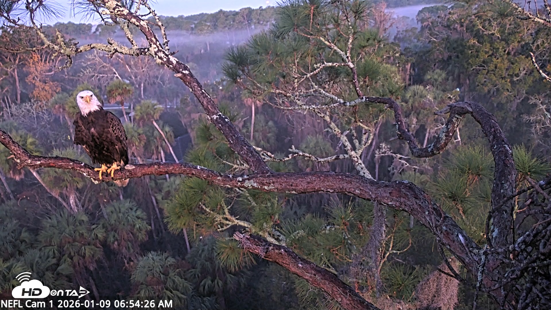 Snapshot of NE Florida Eagles Live Webcam taken Jan 9, 2026, 6:55am EST