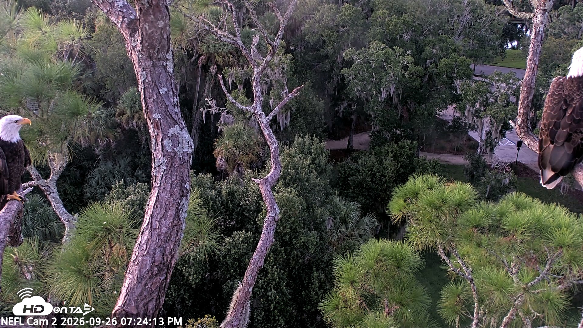Snapshot of NE Florida Eagles Live Webcam taken Sep 26, 2026, 7:25pm EDT