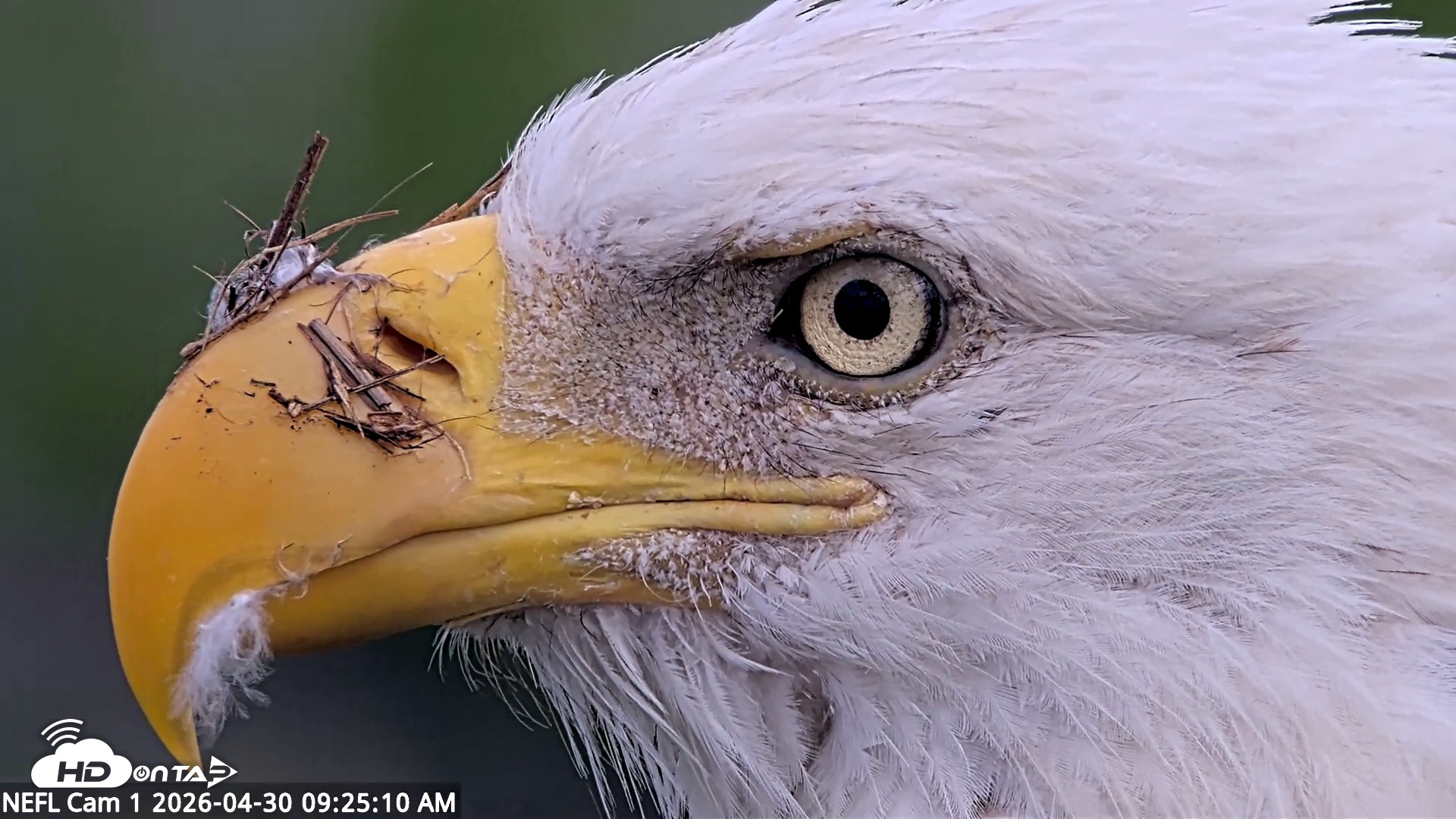 Snapshot of NE Florida Eagles Live Webcam taken Apr 30, 2026, 9:26am EDT