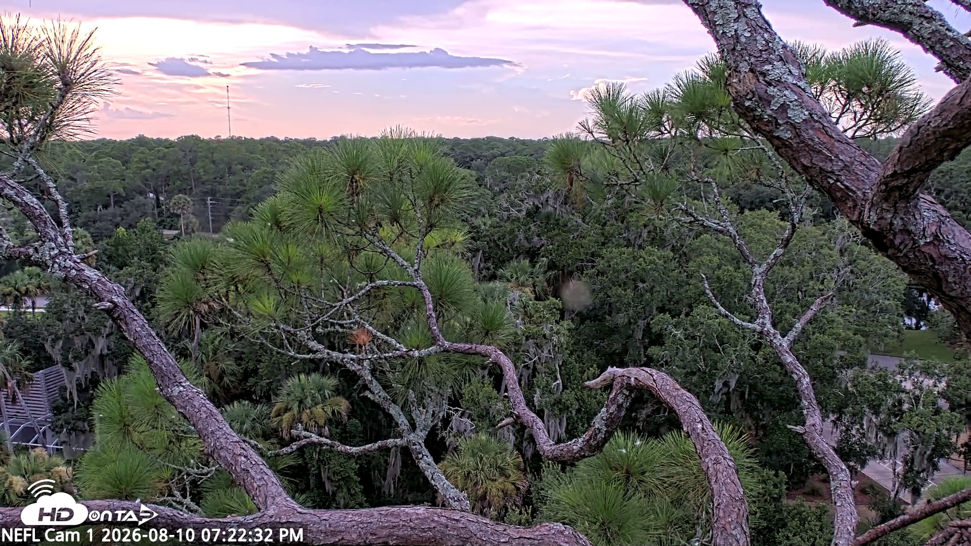 Snapshot of NE Florida Eagles Live Webcam taken Aug 10, 2026, 7:23pm EDT