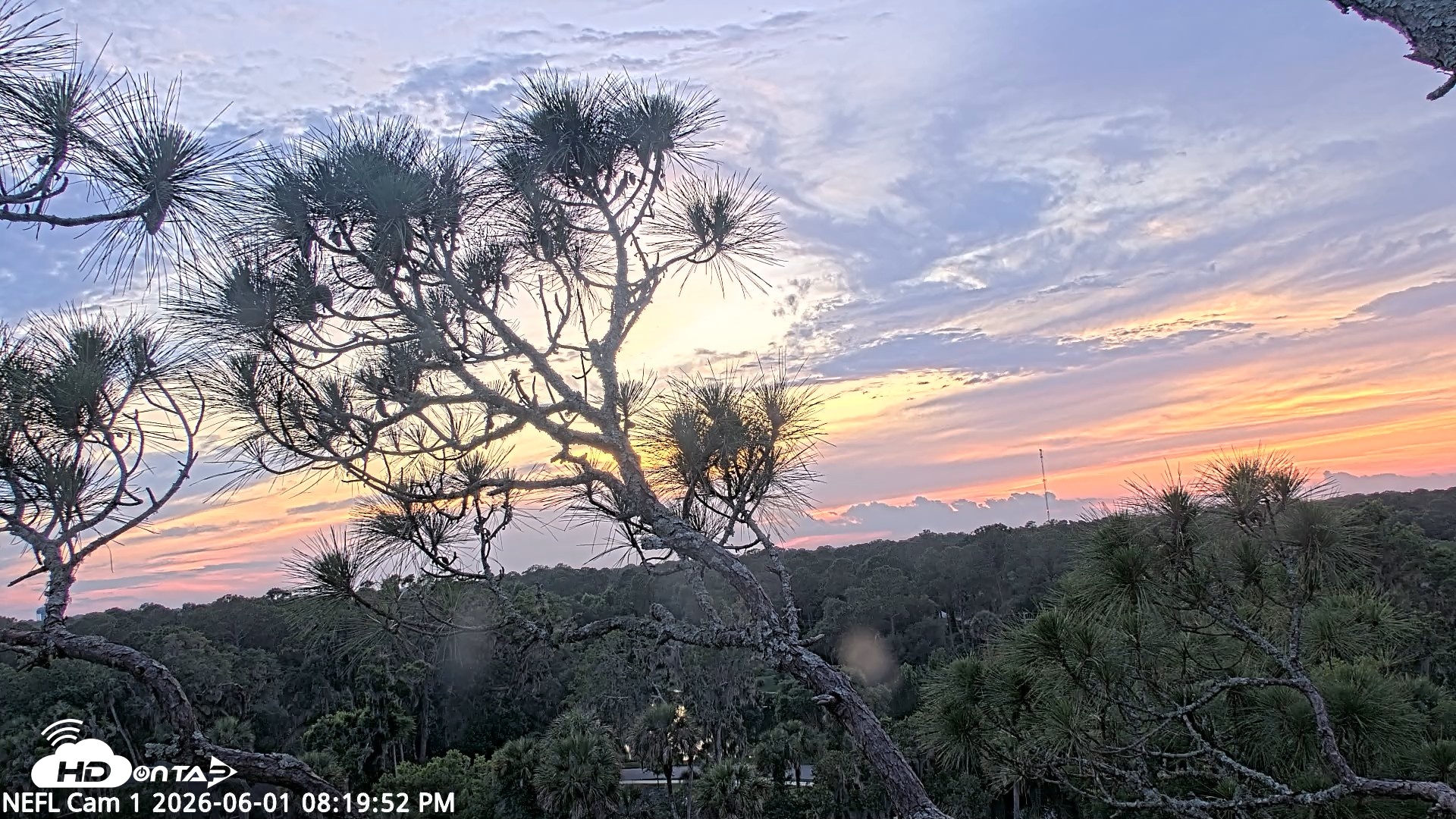 Snapshot of NE Florida Eagles Live Webcam taken Jun 1, 2026, 8:20pm EDT