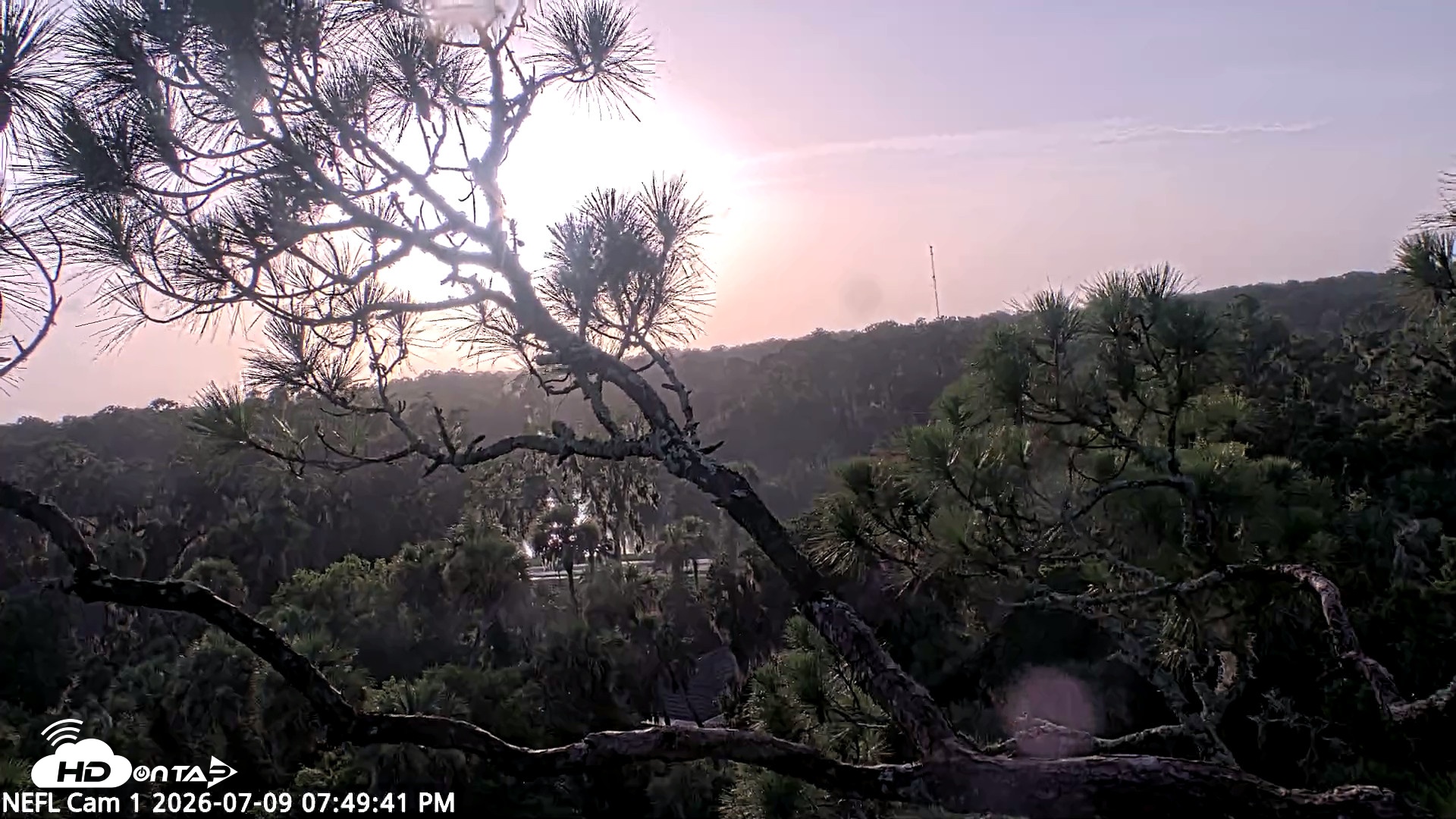 Snapshot of NE Florida Eagles Live Webcam taken Jul 9, 2026, 7:50pm EDT